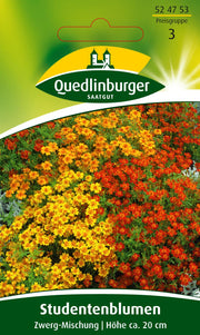 Zwerg-Studentenblumen Mischung