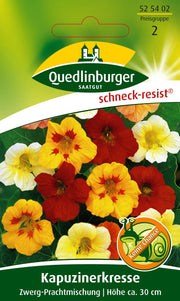 Zwerg-Kapuzinerkresse Prachtmischung