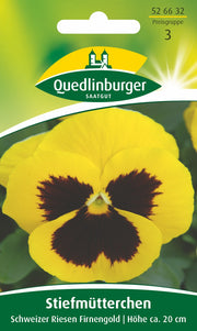 Stiefmütterchen Schweizer Riesen Firnengold