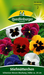 Stiefmütterchen Schweizer Riesen Mischung