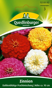 Zinnien Dahlienblütige Mischung