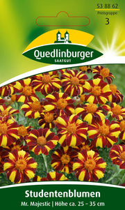 Studentenblumen Mr. Majestic