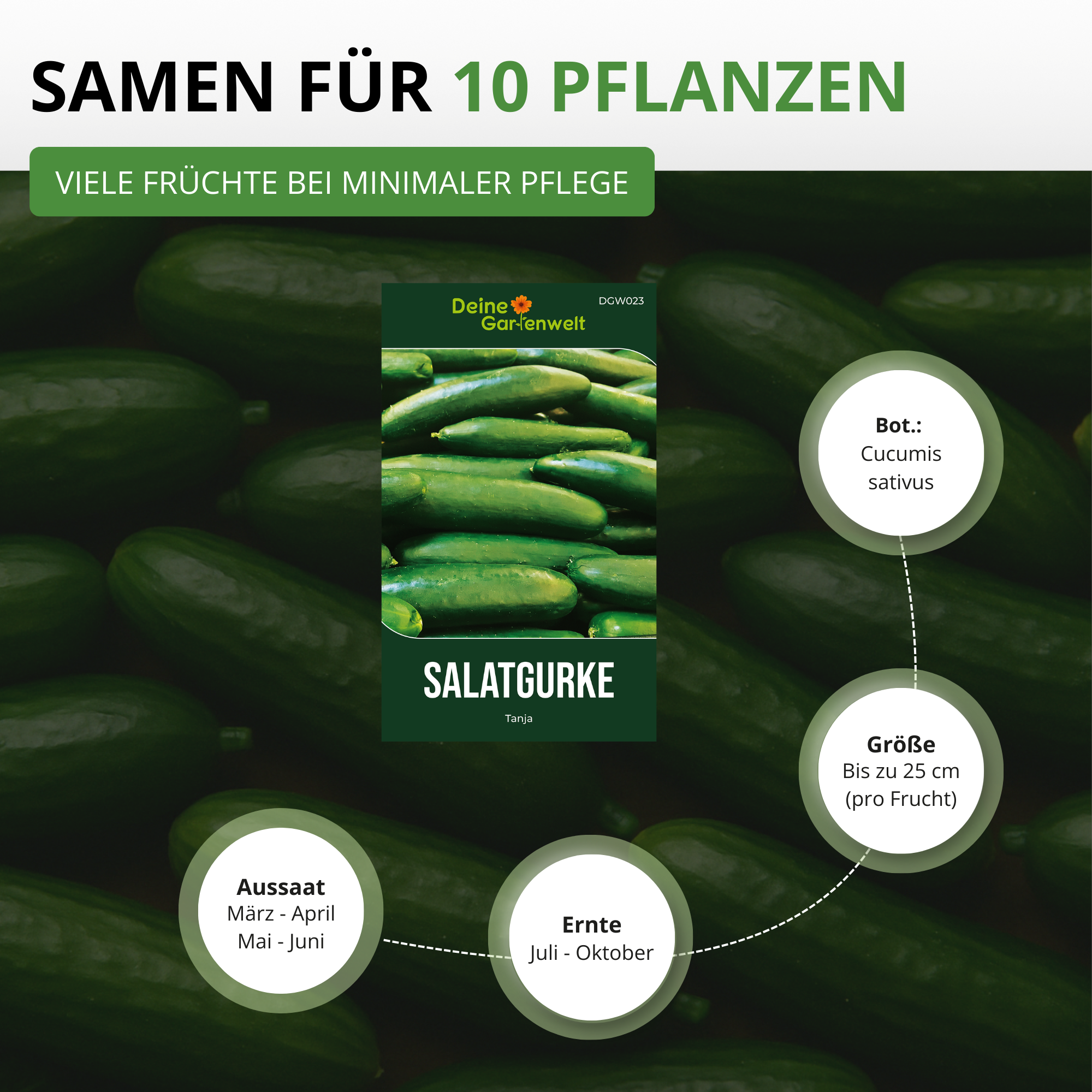Salatgurke Tanja