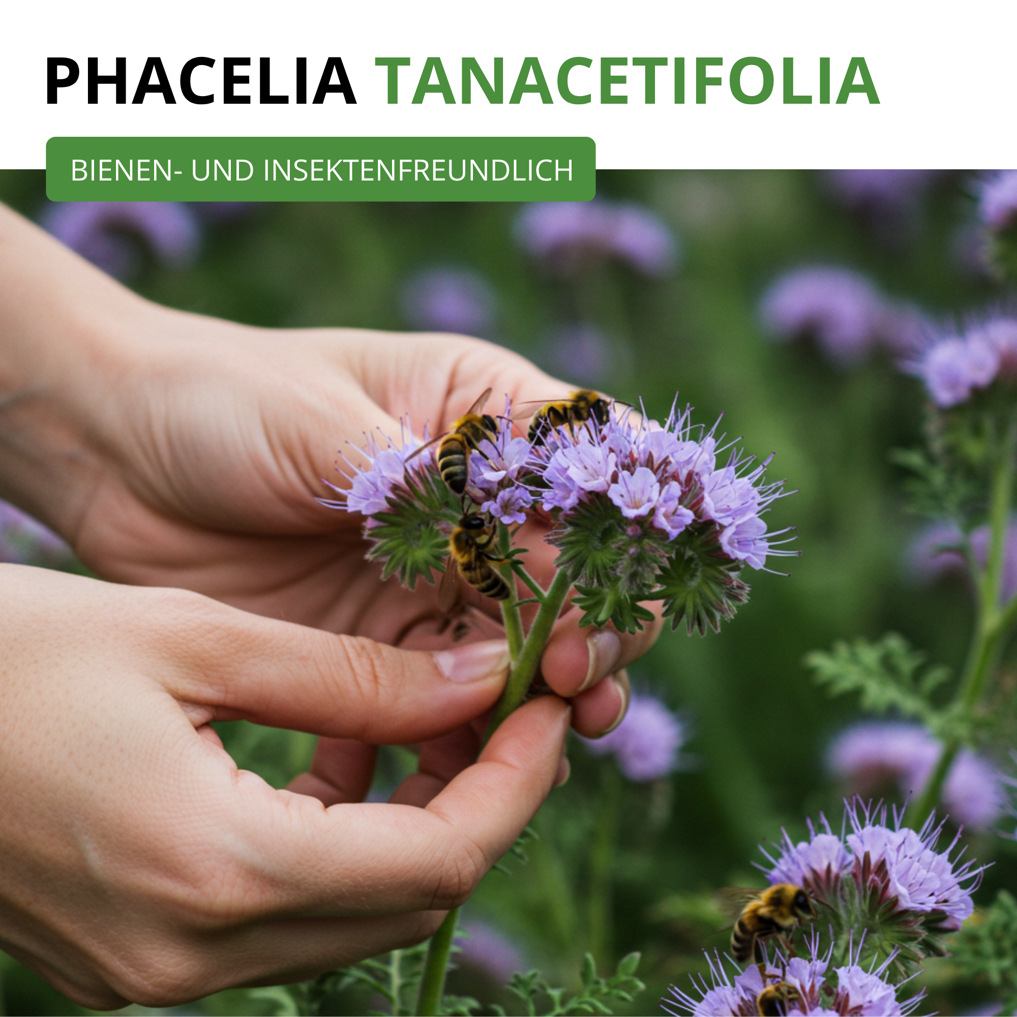 Phacelia Bienenfreund