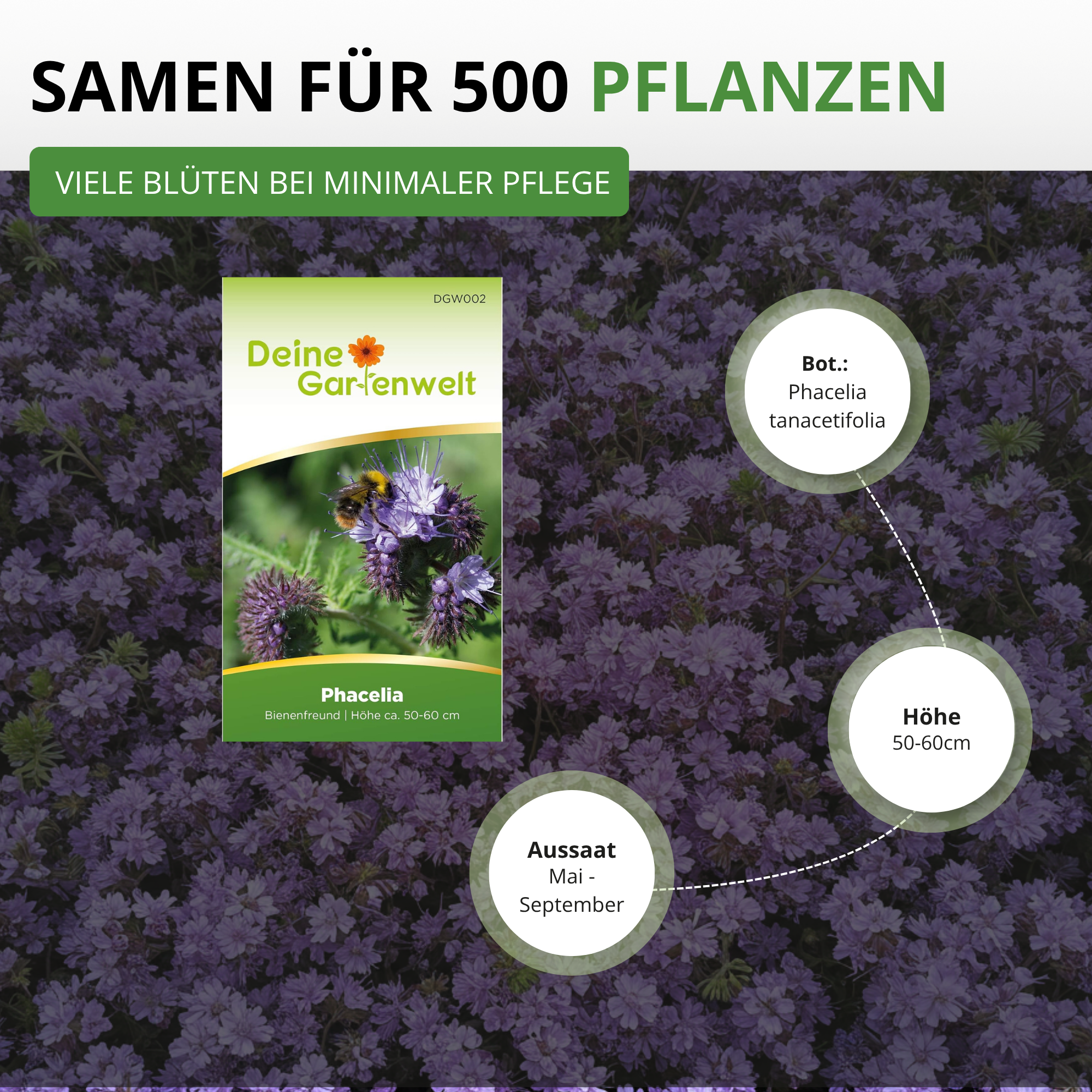 Phacelia Bienenfreund