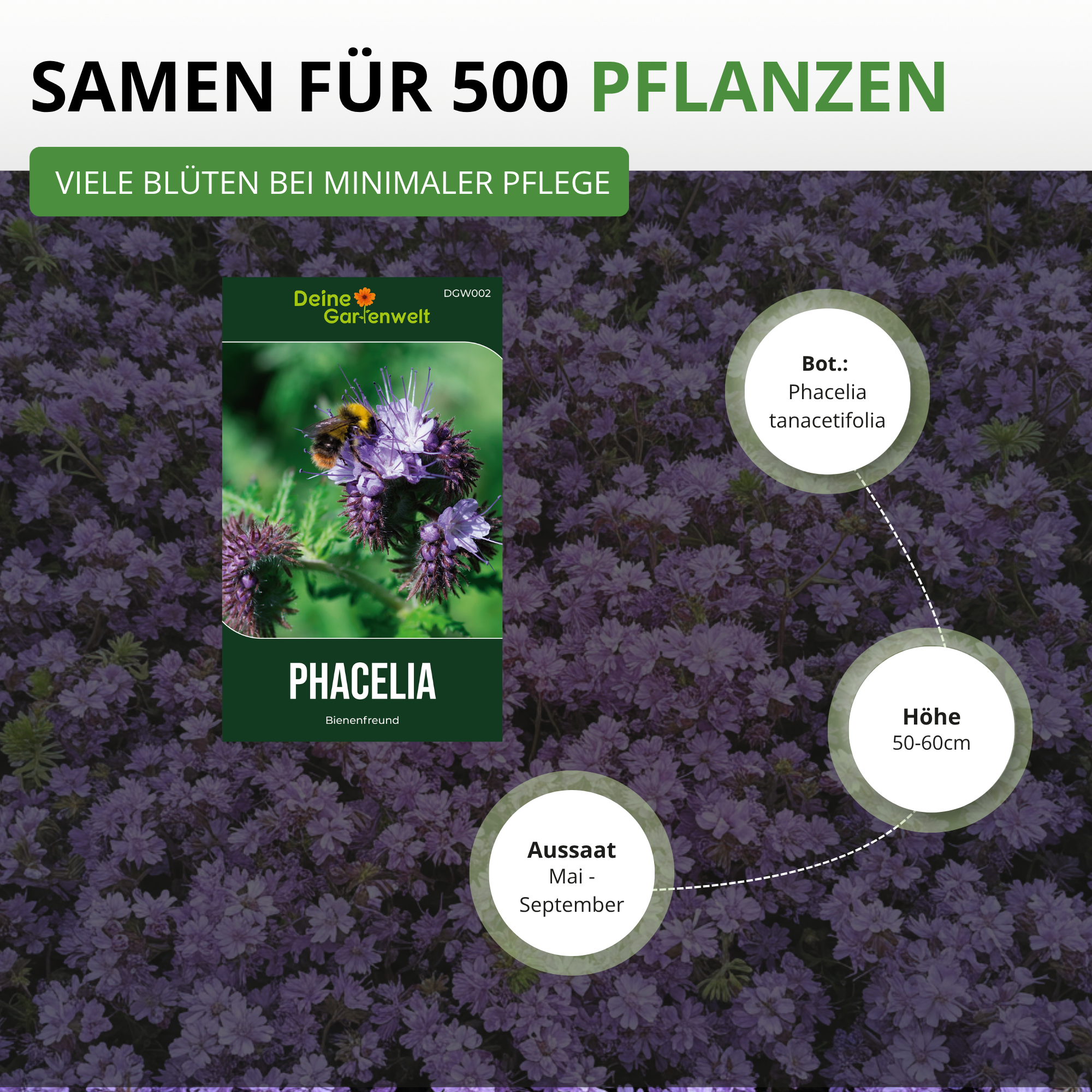 Phacelia Bienenfreund
