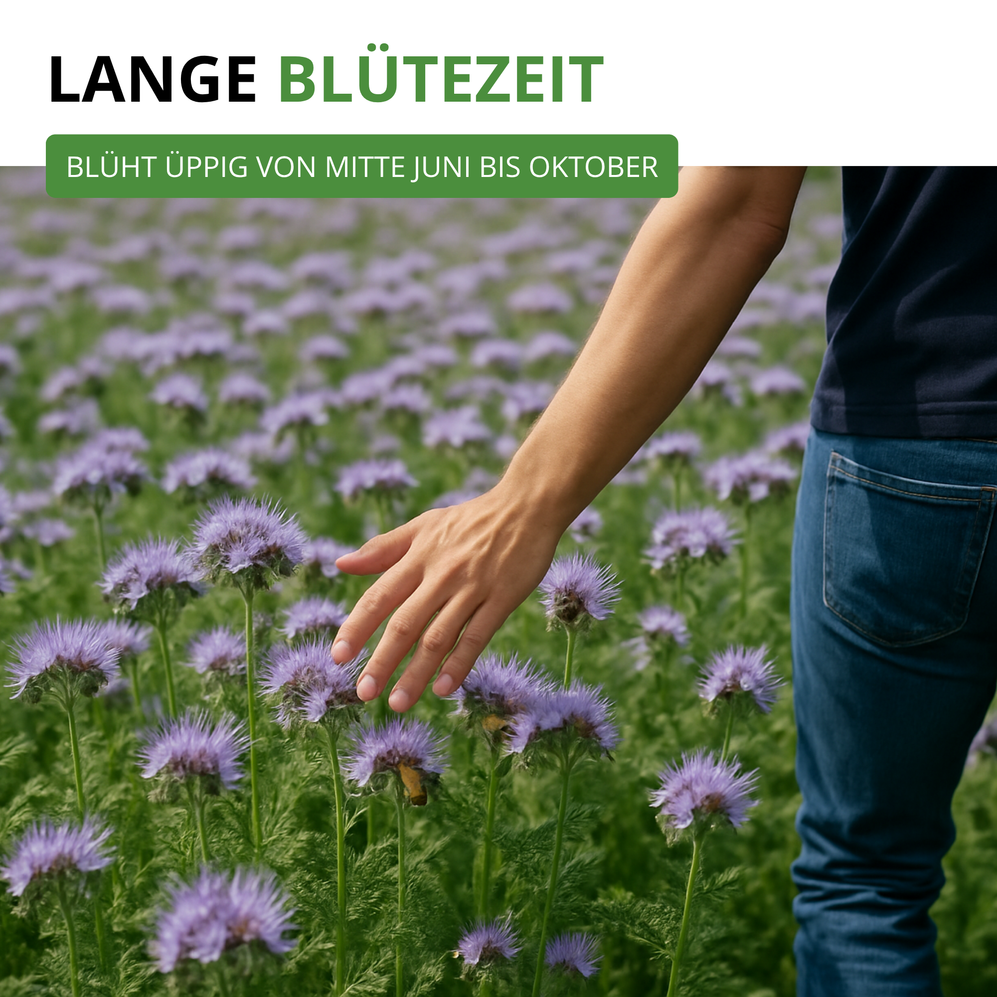 Phacelia Bienenfreund