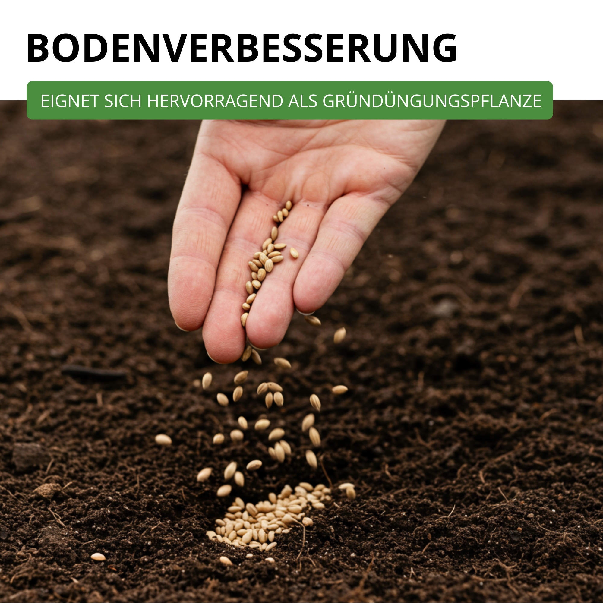 Phacelia Bienenfreund