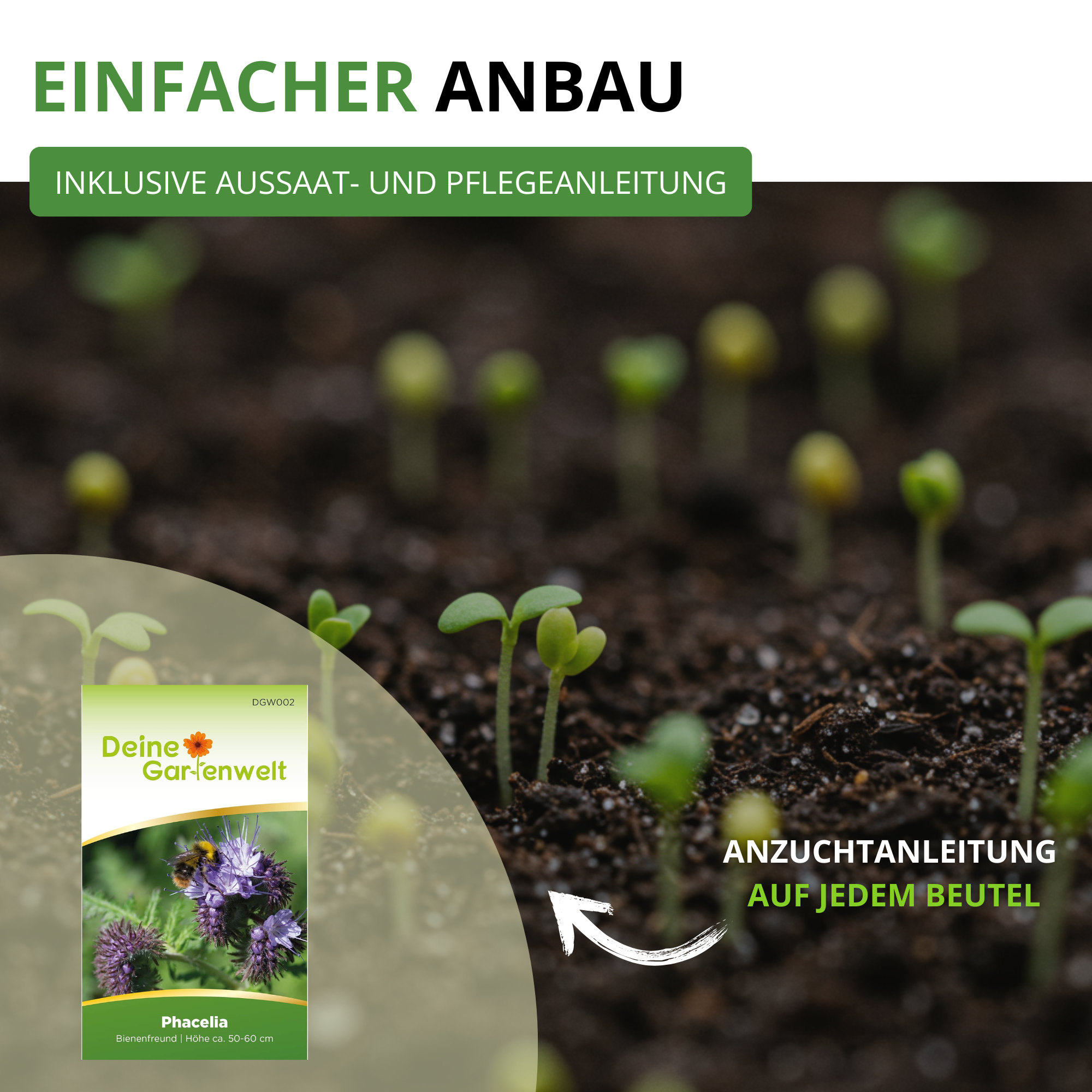 Phacelia Bienenfreund