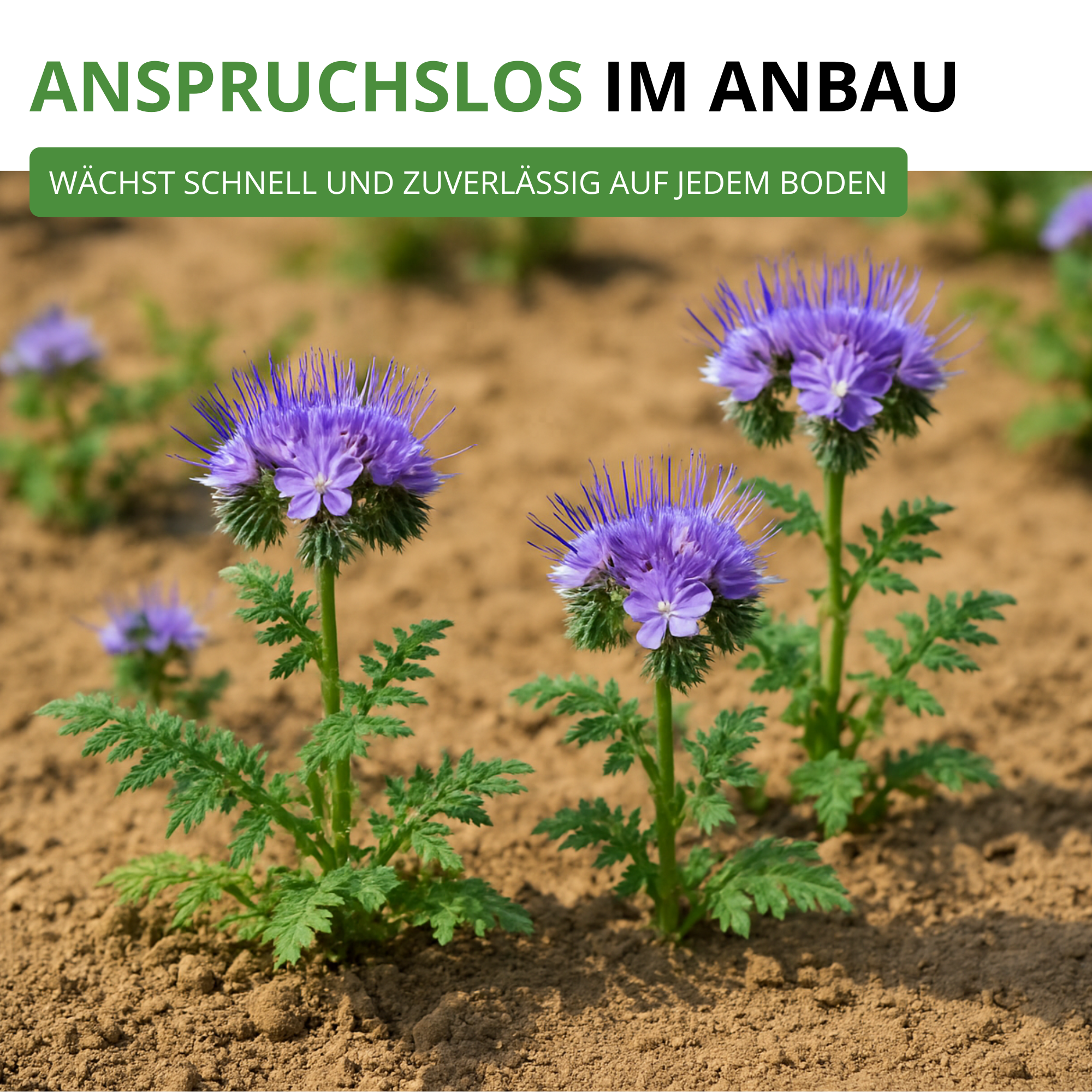 Phacelia Bienenfreund