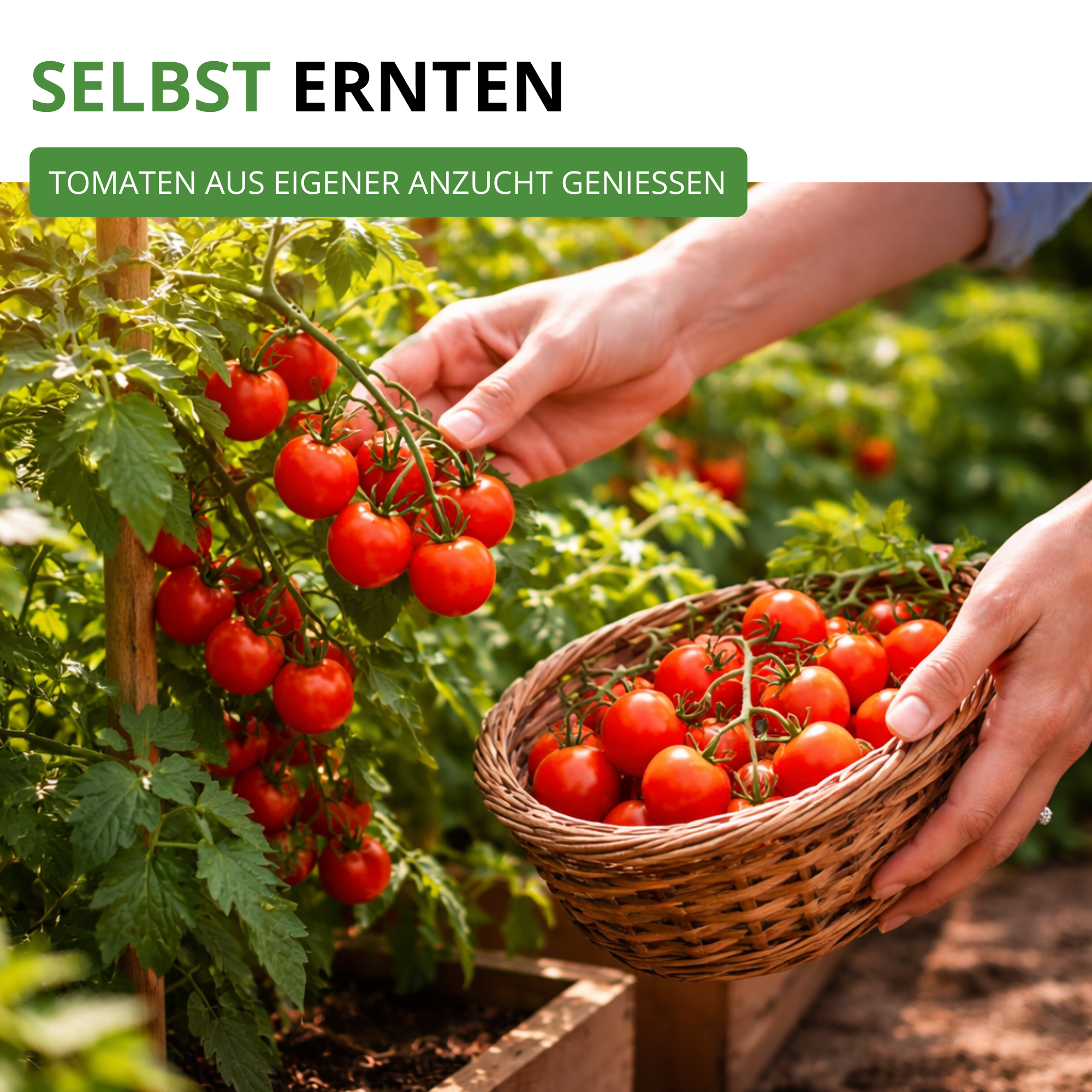 Tomatensamen-Set mit 10 Sorten