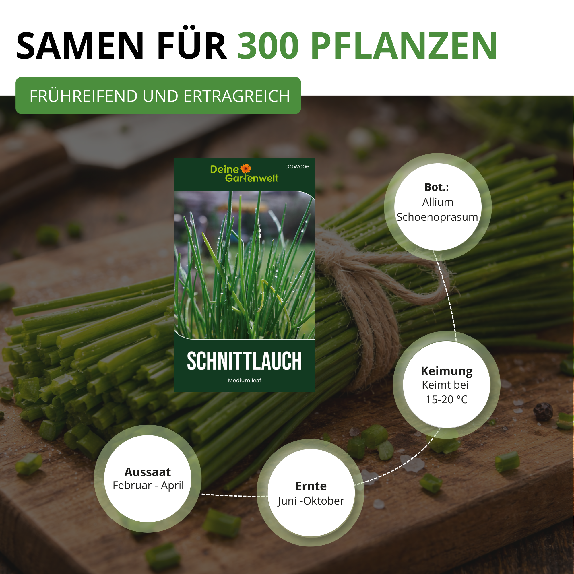 Schnittlauch Medium Leaf