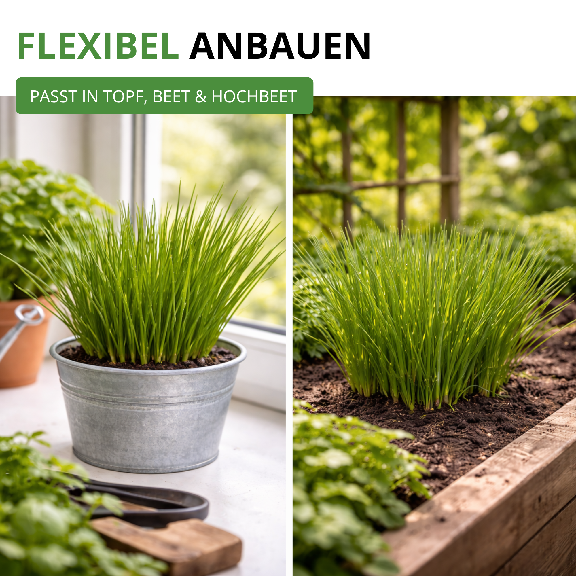 Schnittlauch Medium Leaf