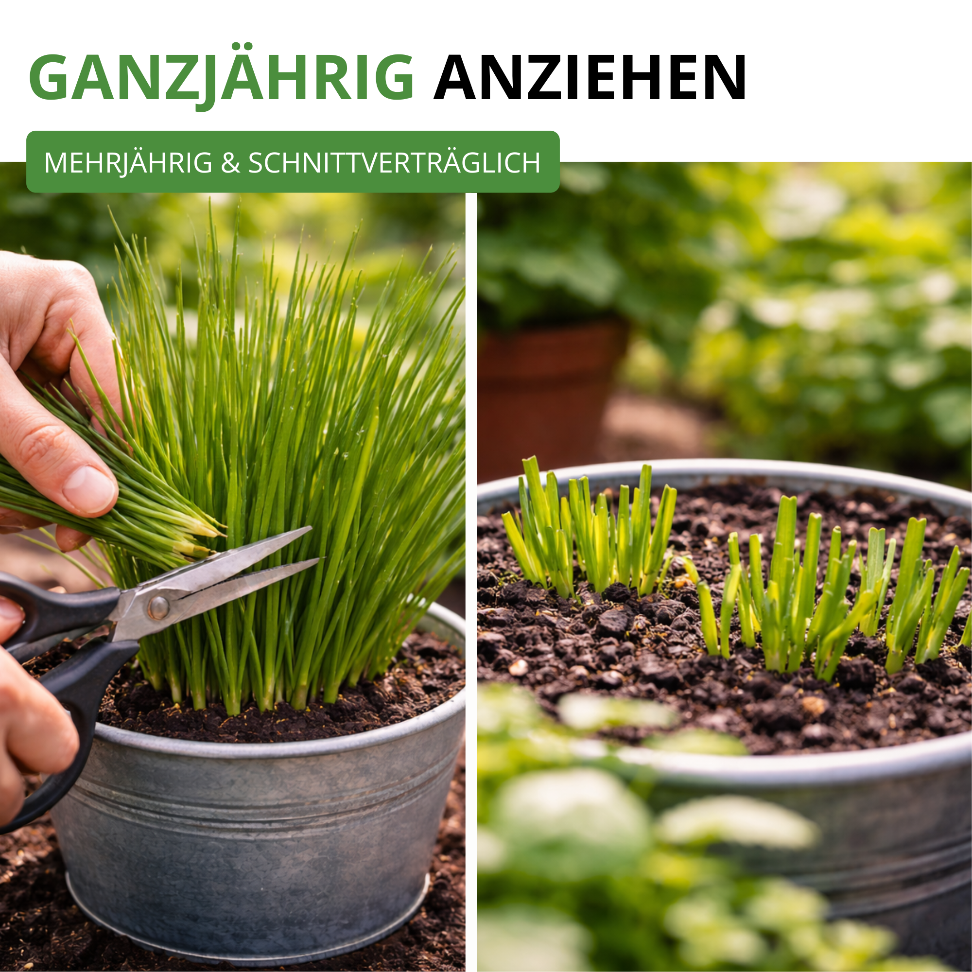 Schnittlauch Medium Leaf