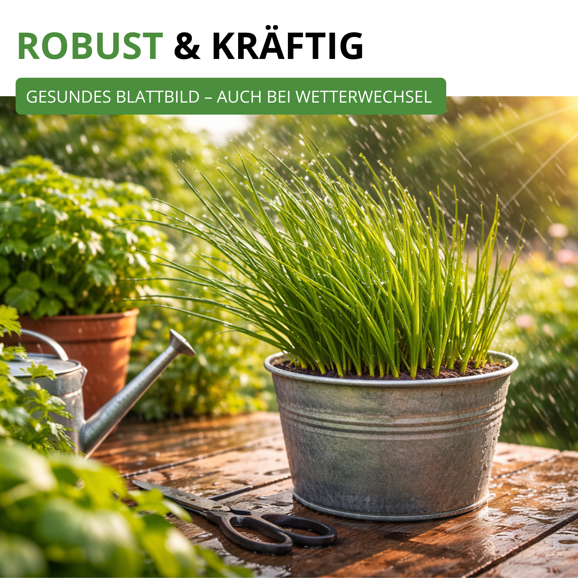 Schnittlauch Medium Leaf