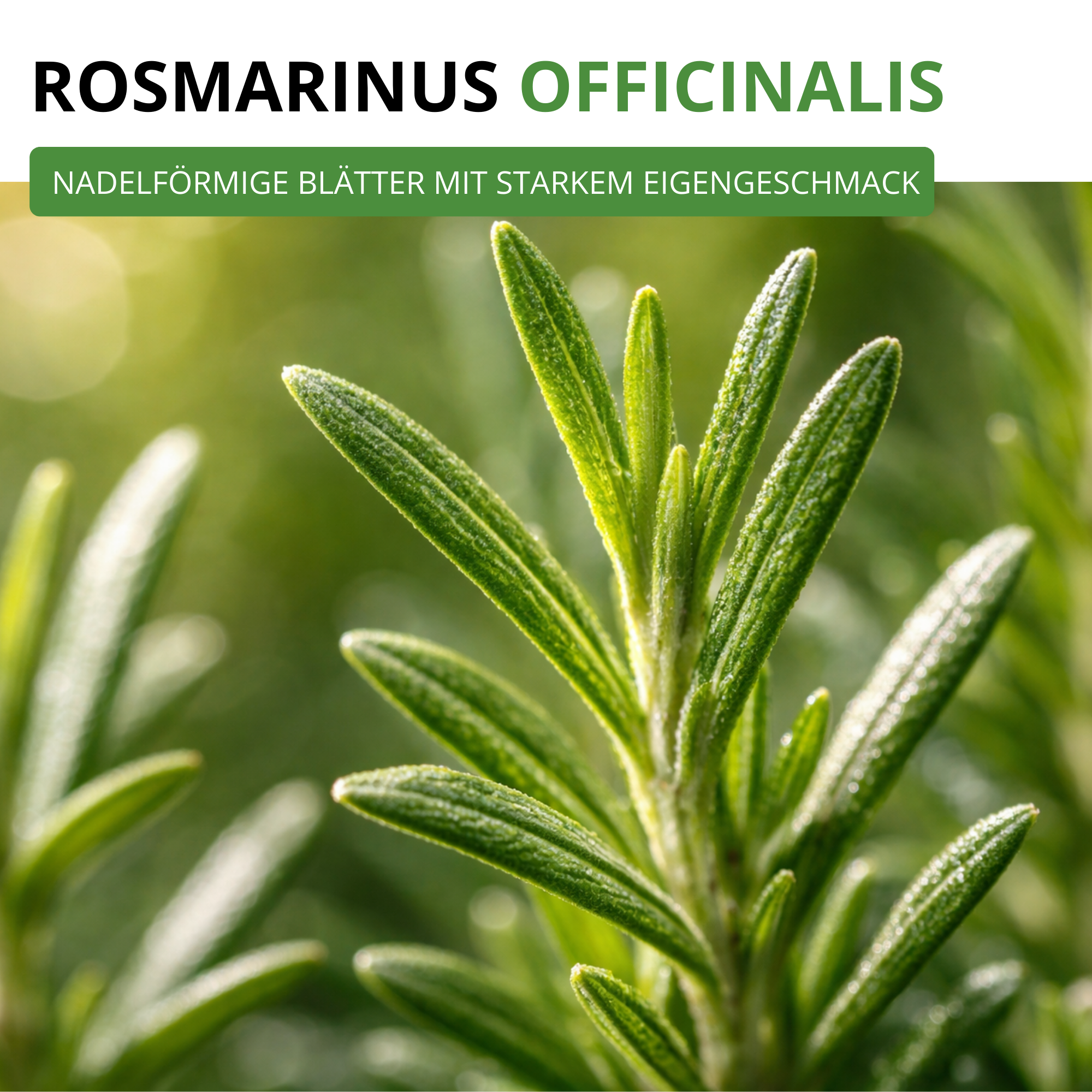 Rosmarin
