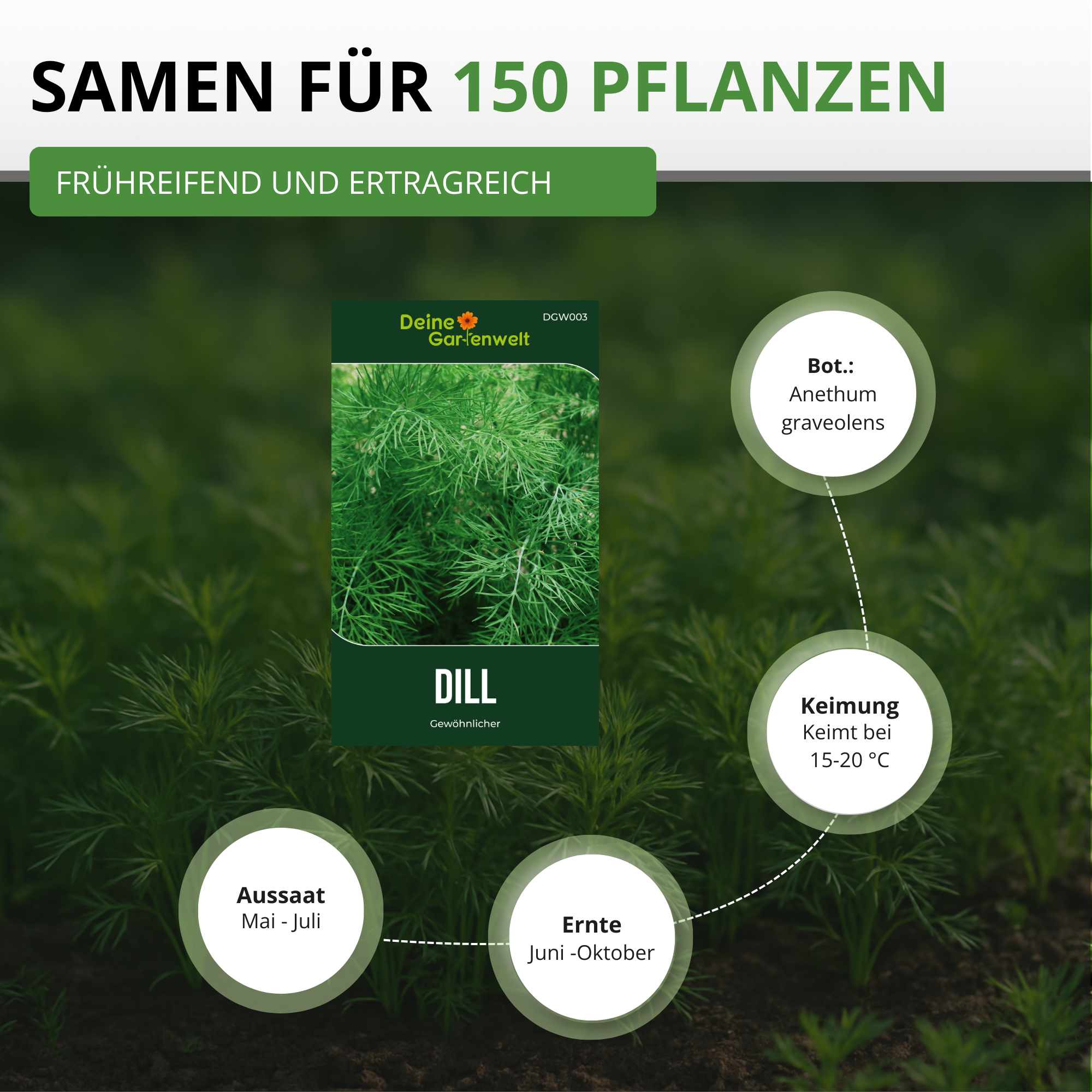 Dill Gewöhnlicher