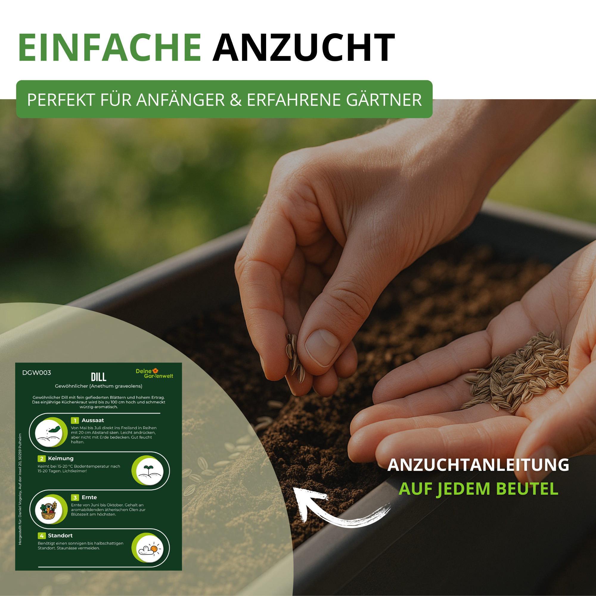 Dill Gewöhnlicher