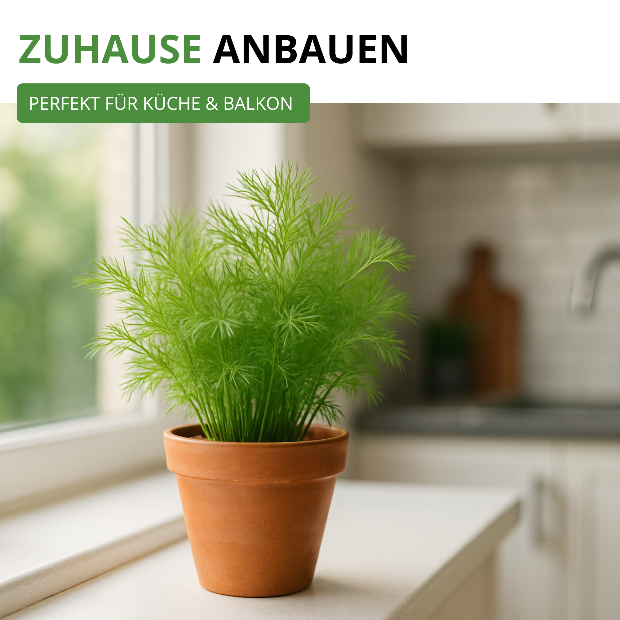 Dill Gewöhnlicher