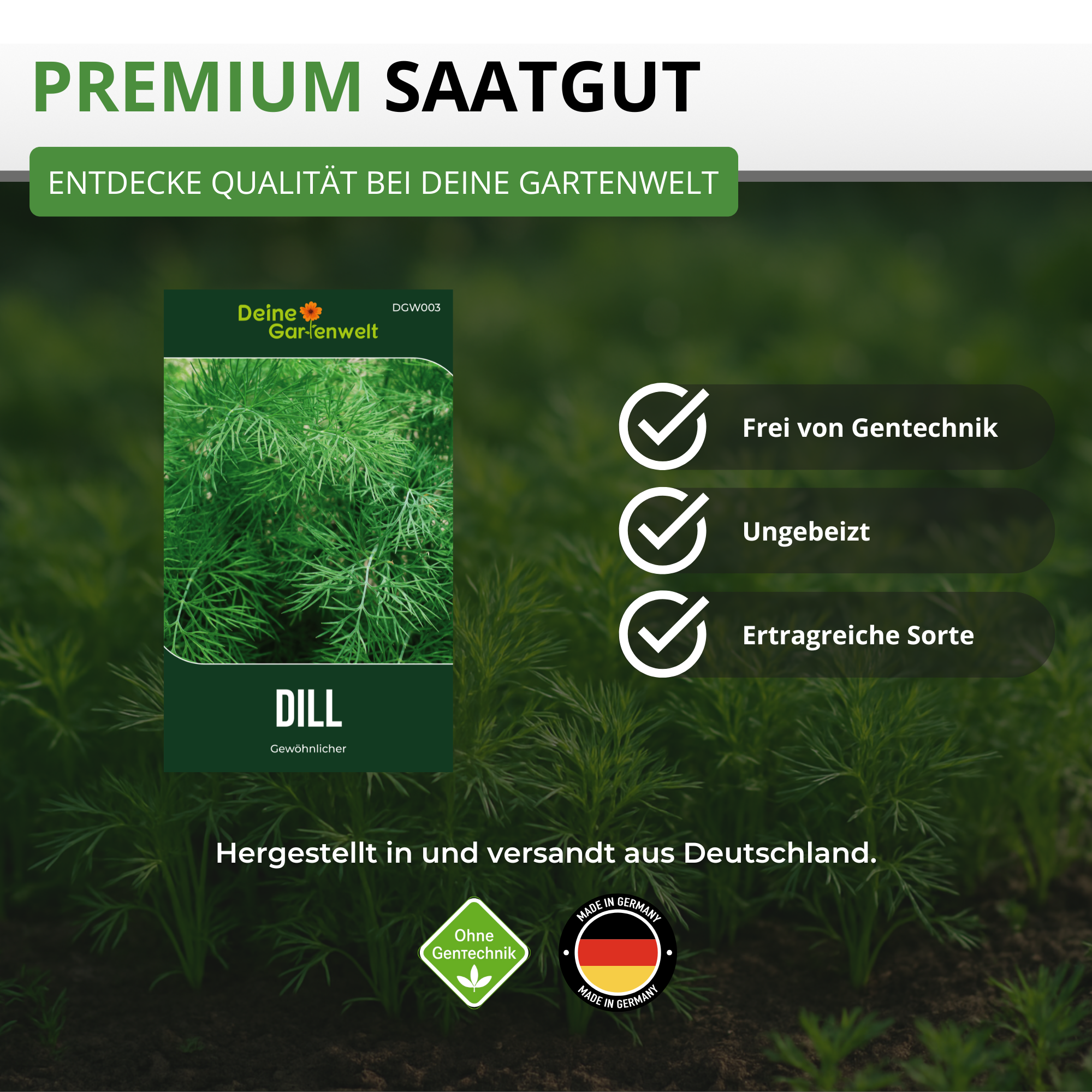 Dill Gewöhnlicher