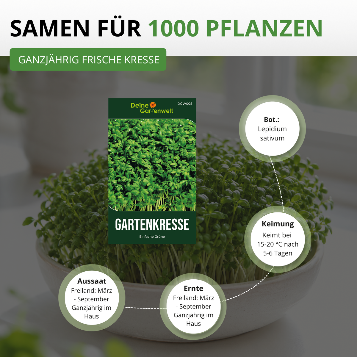 Gartenkresse Einfache Grüne Saatgut
