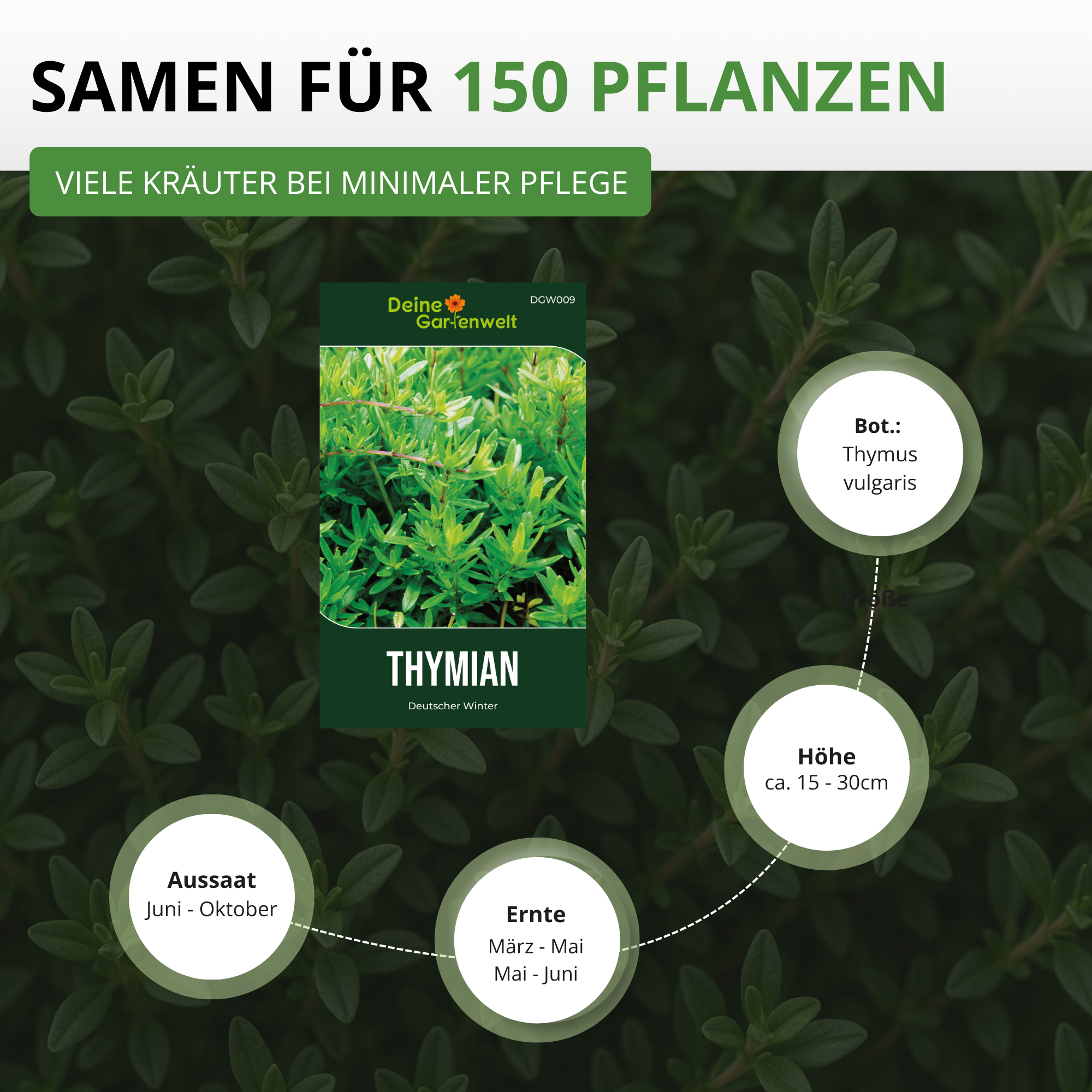 Thymian Deutscher Winter