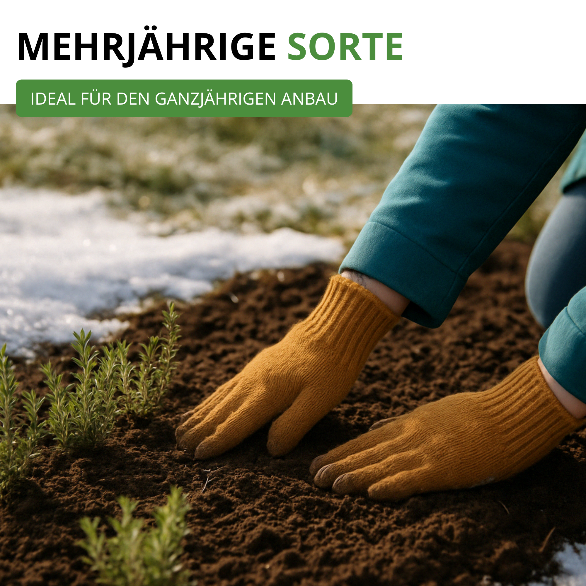 Thymian Deutscher Winter