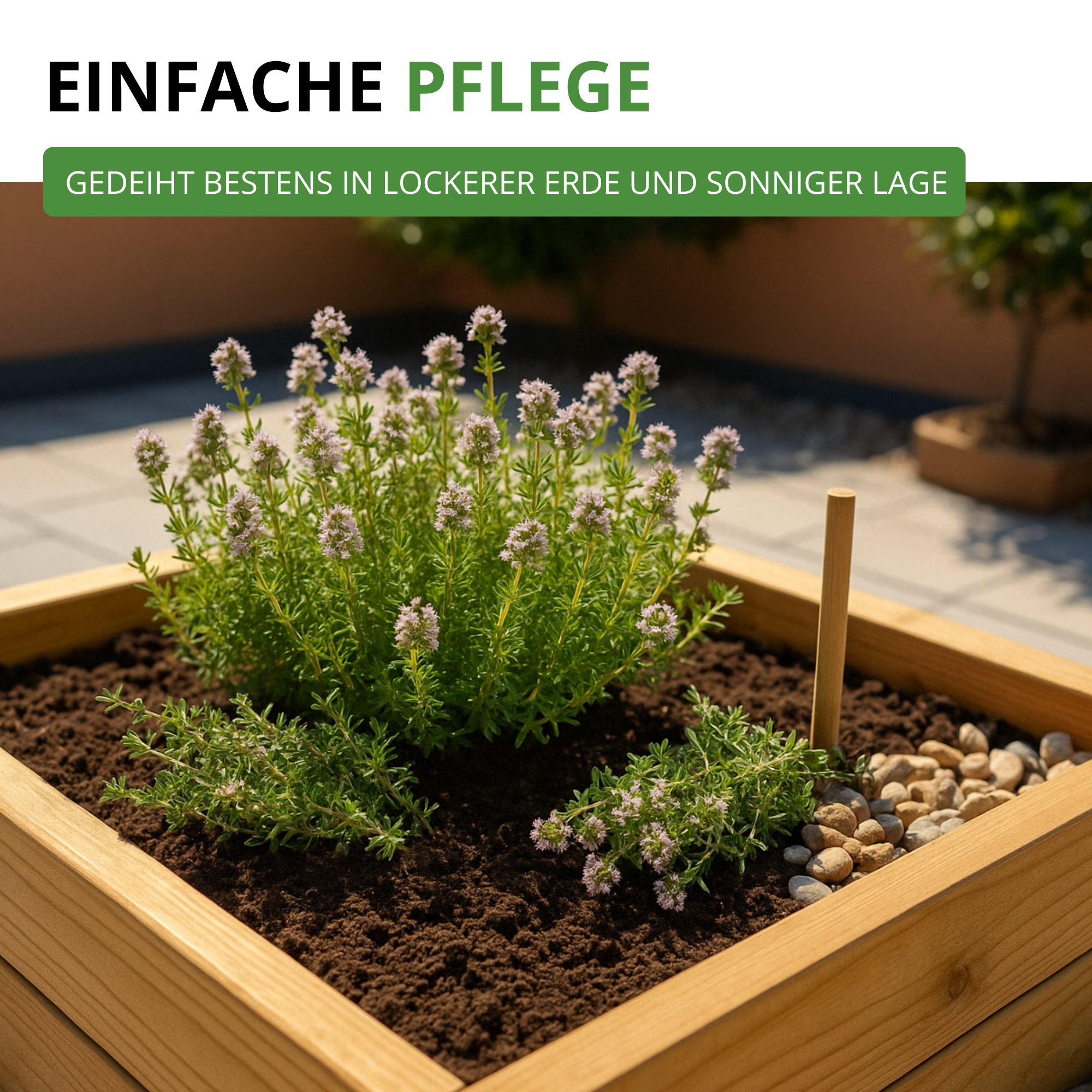 Thymian Deutscher Winter