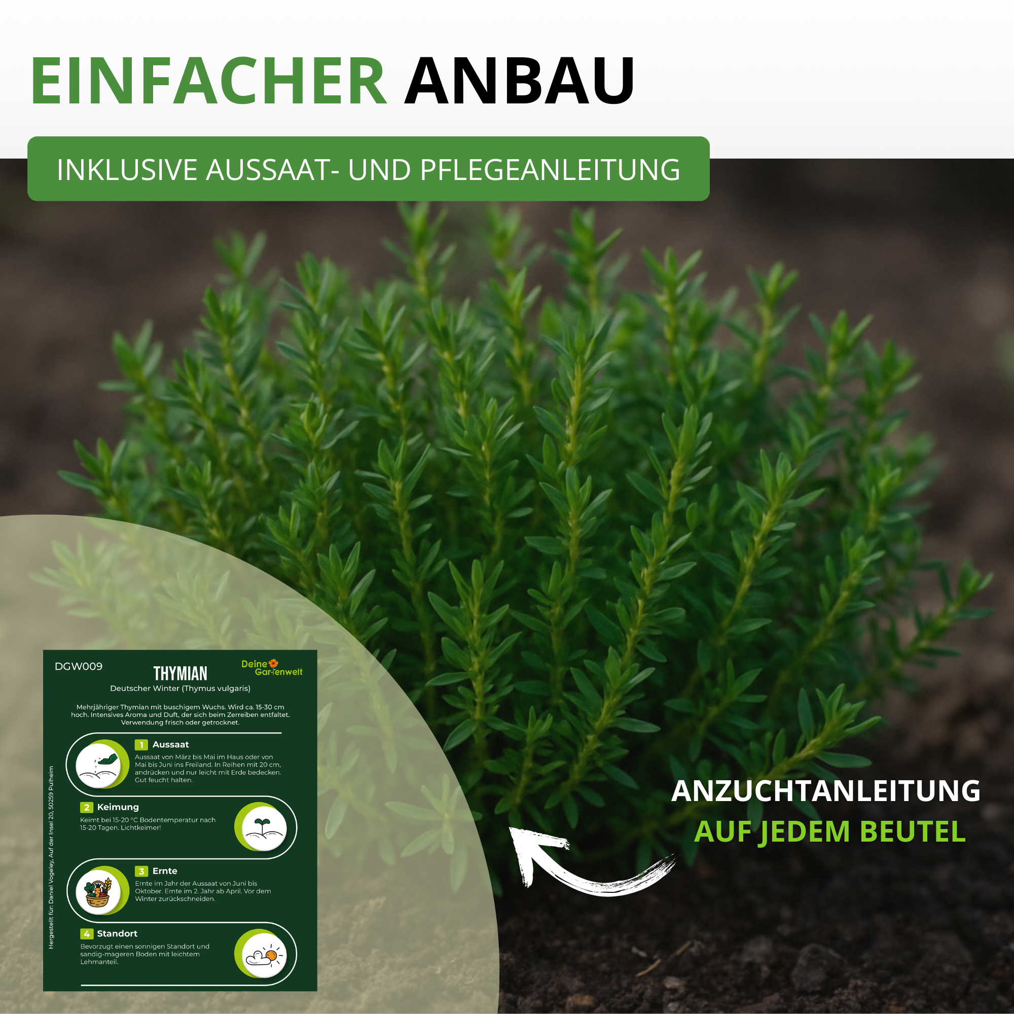 Thymian Deutscher Winter