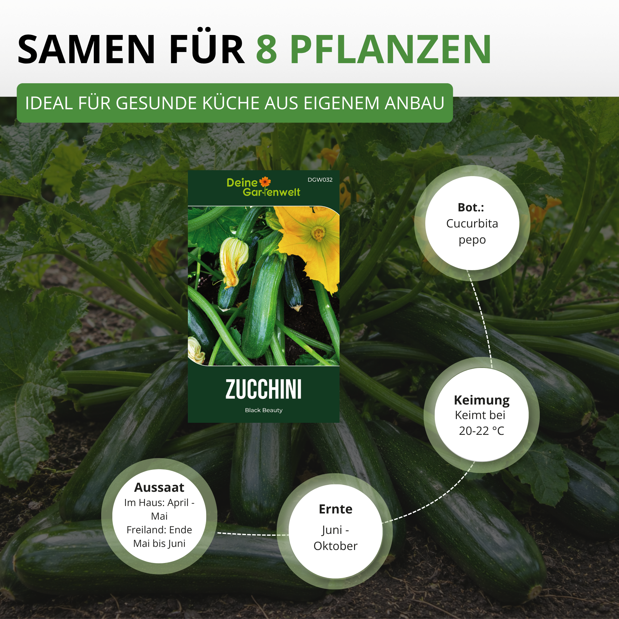 Zucchini Black Beauty Saatgut