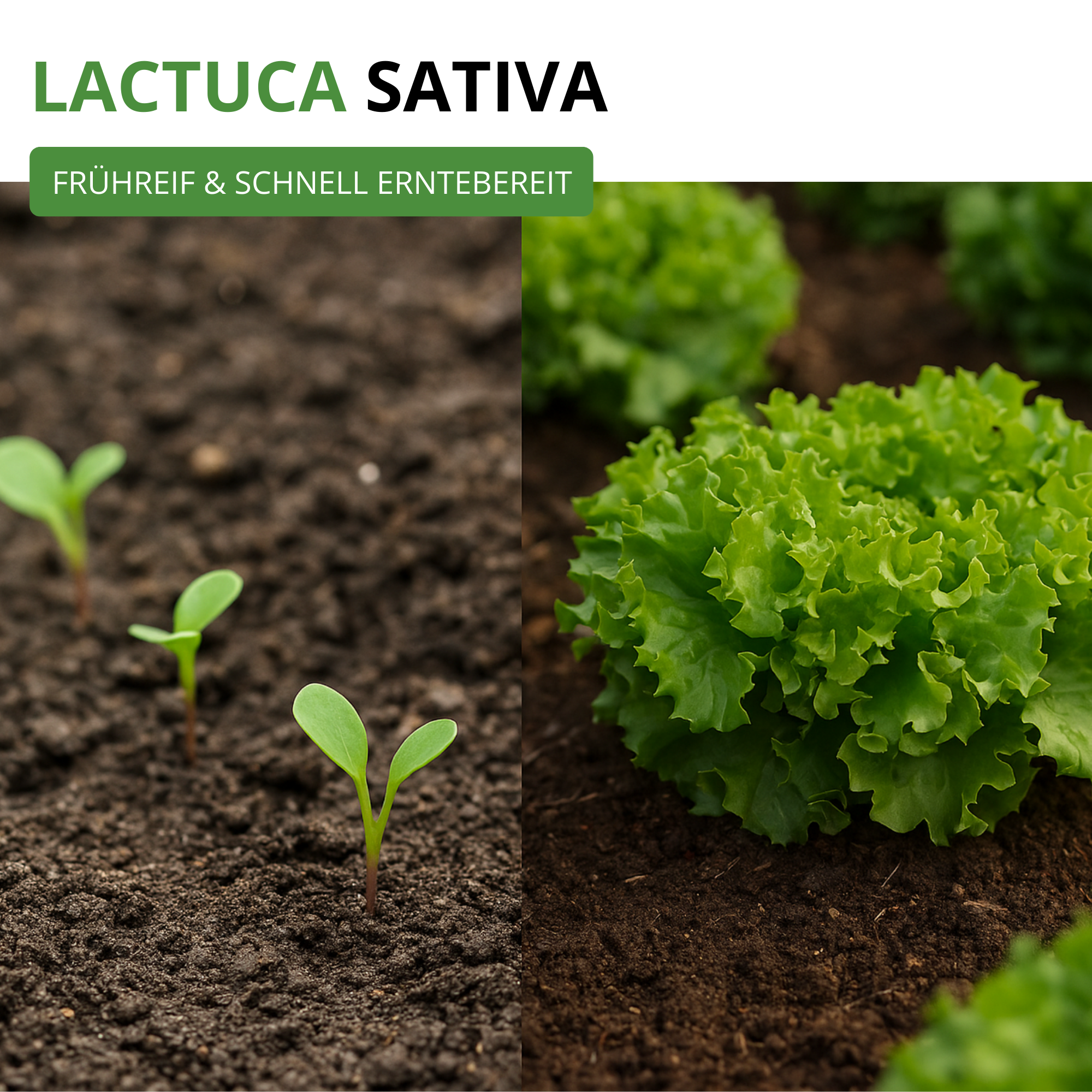 Schnittsalat Verde ricciolina da taglio