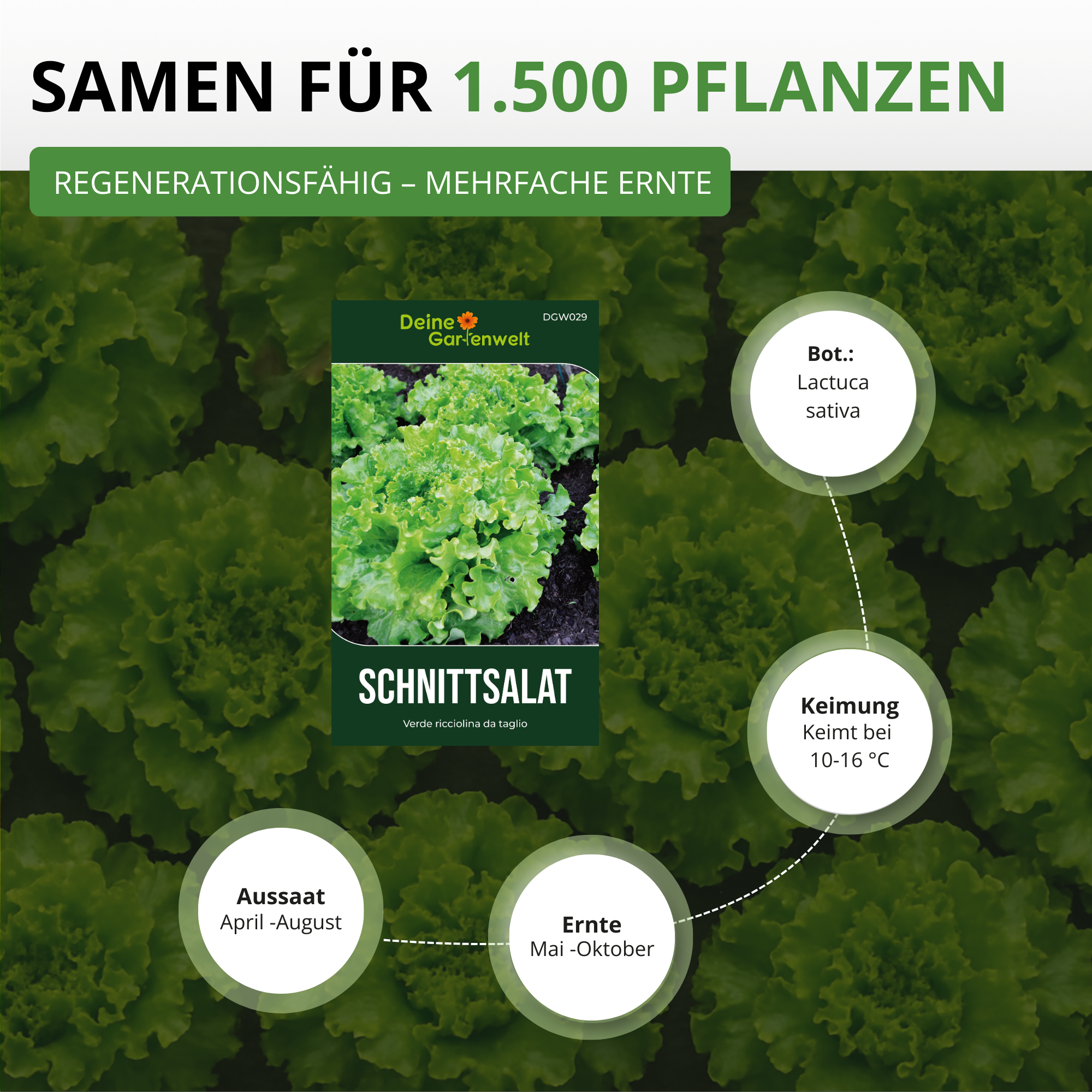 Schnittsalat Verde ricciolina da taglio