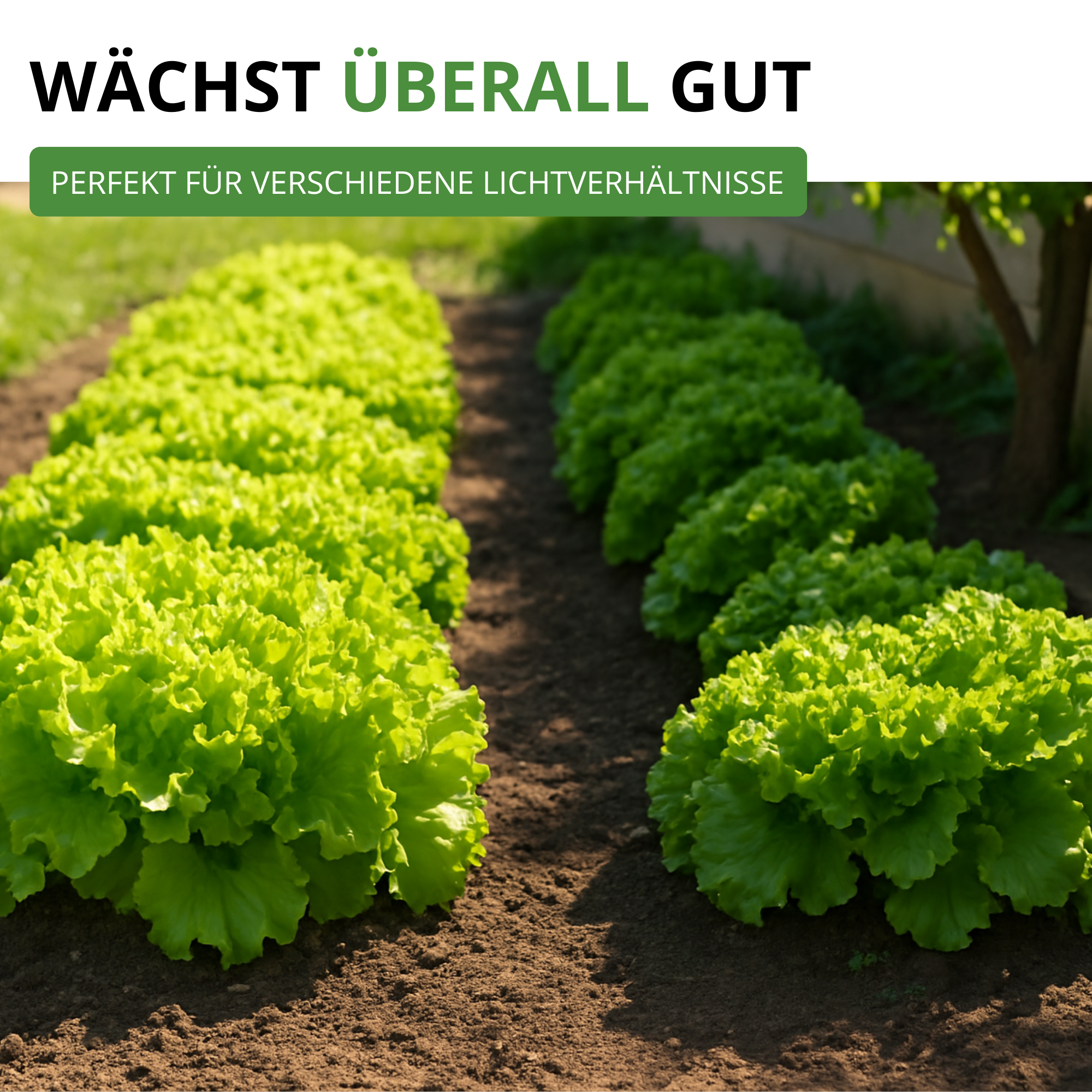 Schnittsalat Verde ricciolina da taglio