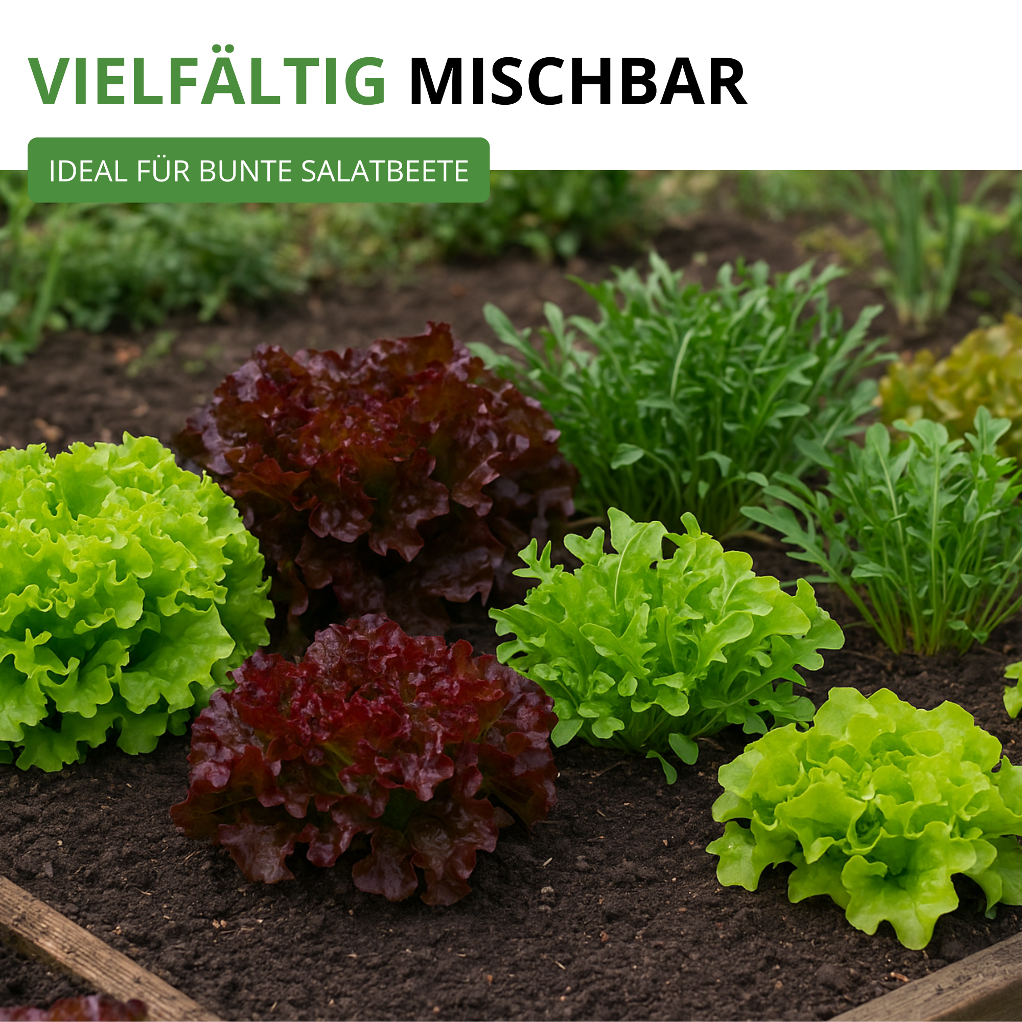 Schnittsalat Verde ricciolina da taglio