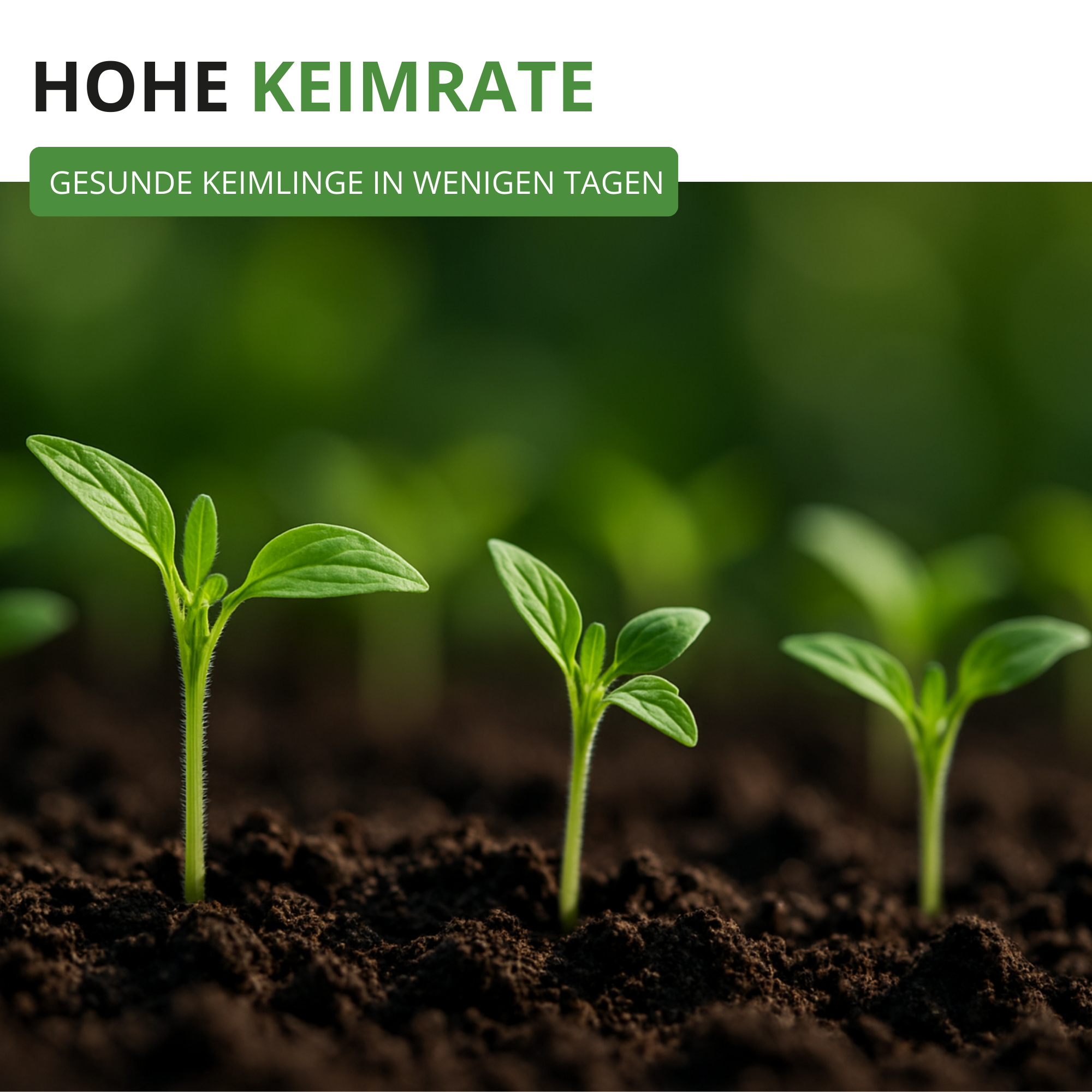 Flaschentomate San Marzano 2