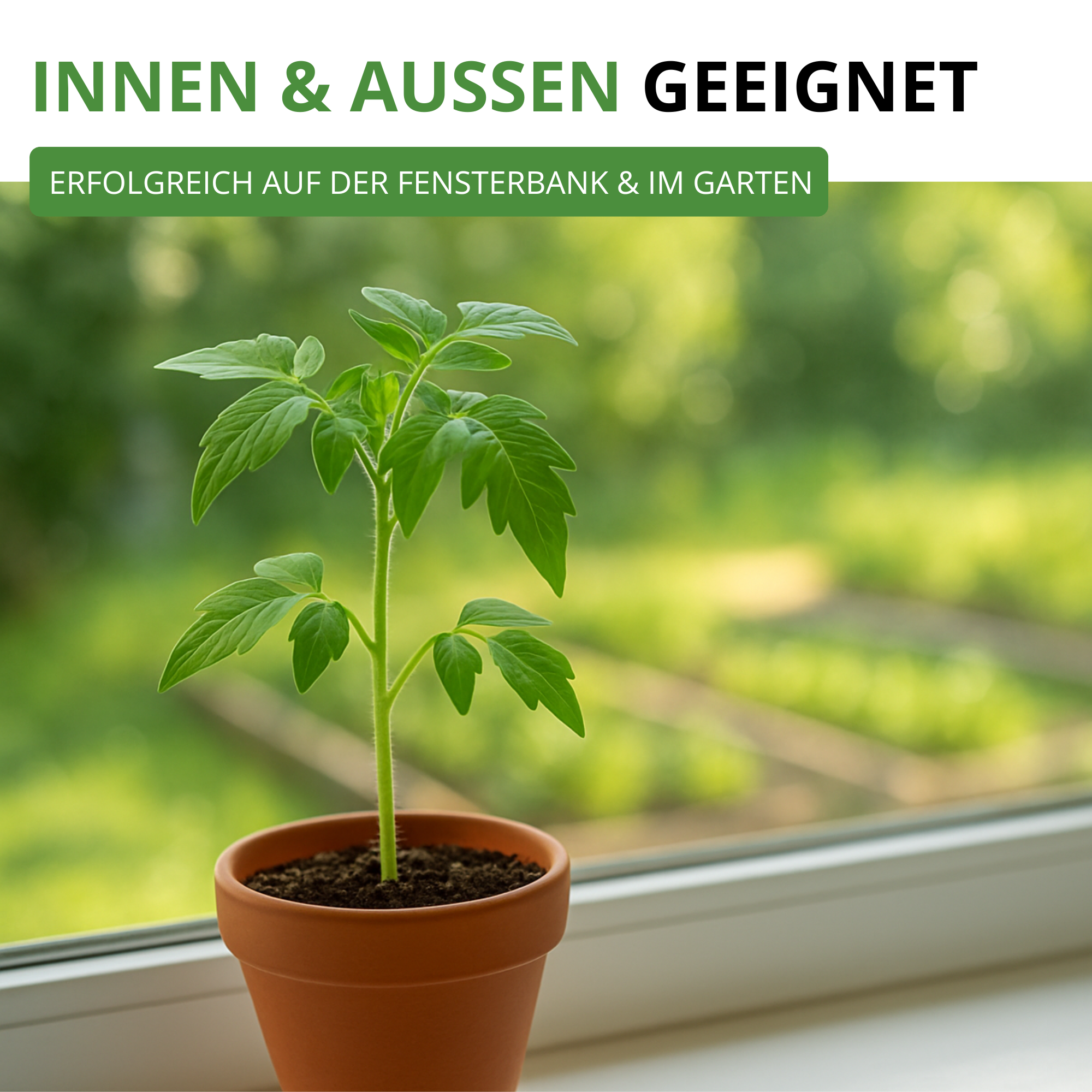 Flaschentomate San Marzano 2