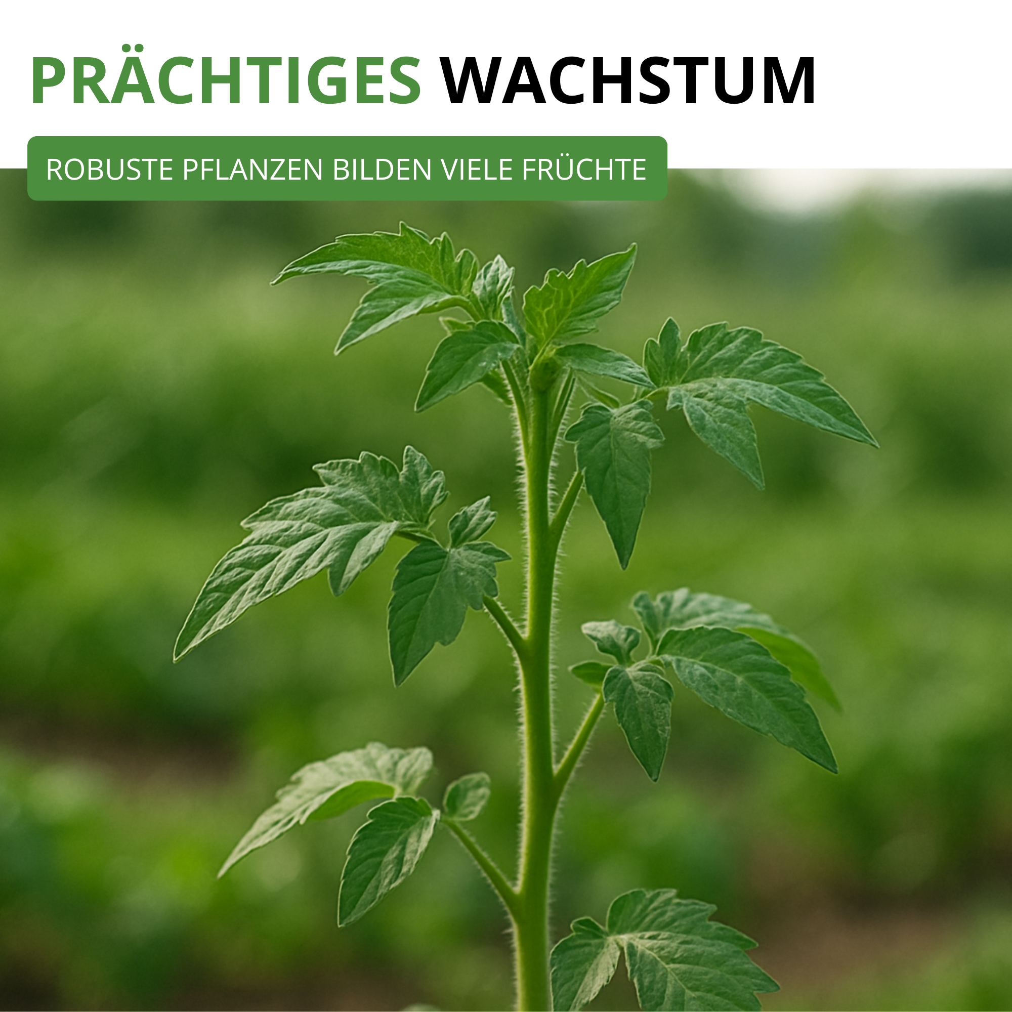 Flaschentomate San Marzano 2