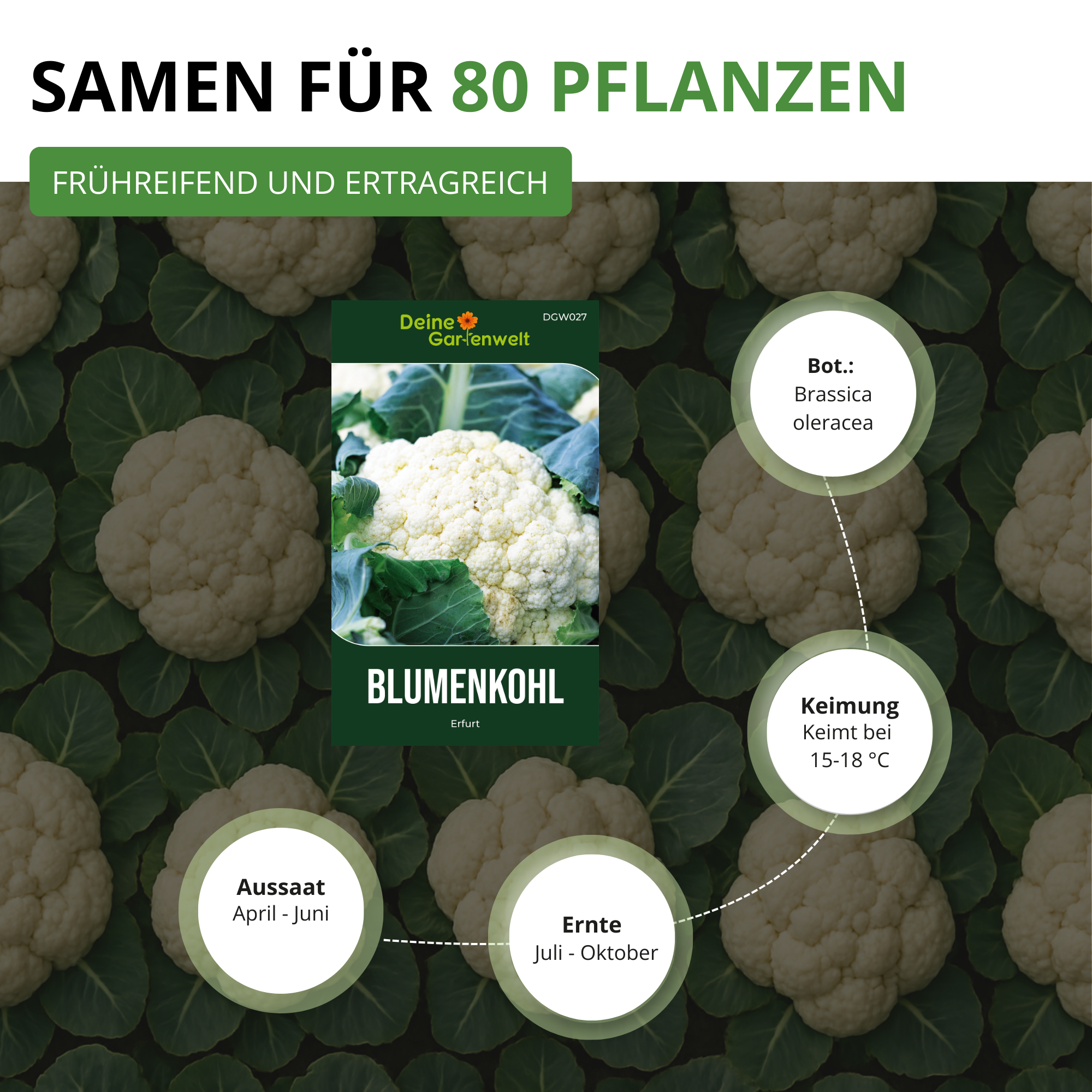 Blumenkohl Erfurt