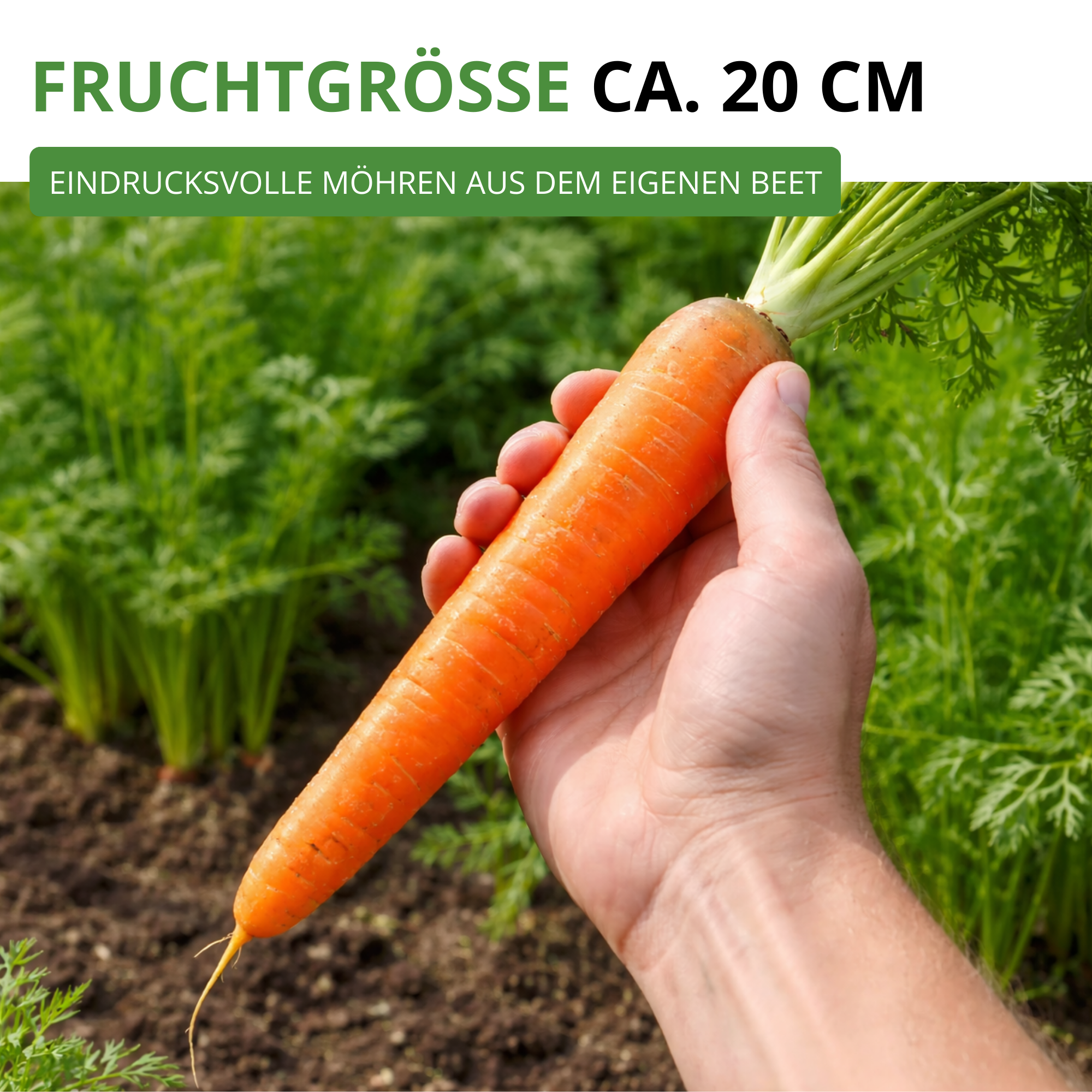 Möhren lange rote Stumpfe ohne Herz 2