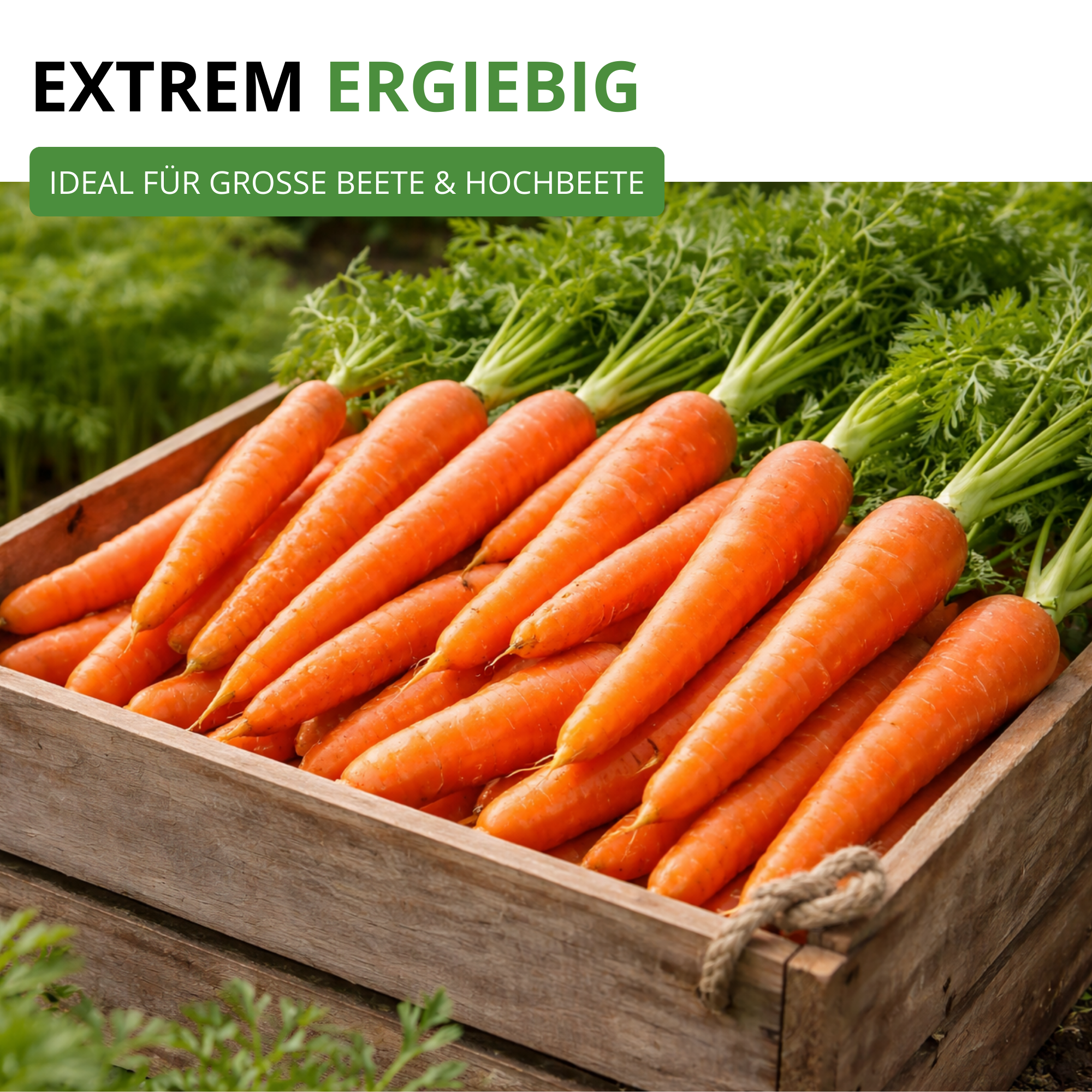 Möhren lange rote Stumpfe ohne Herz 2