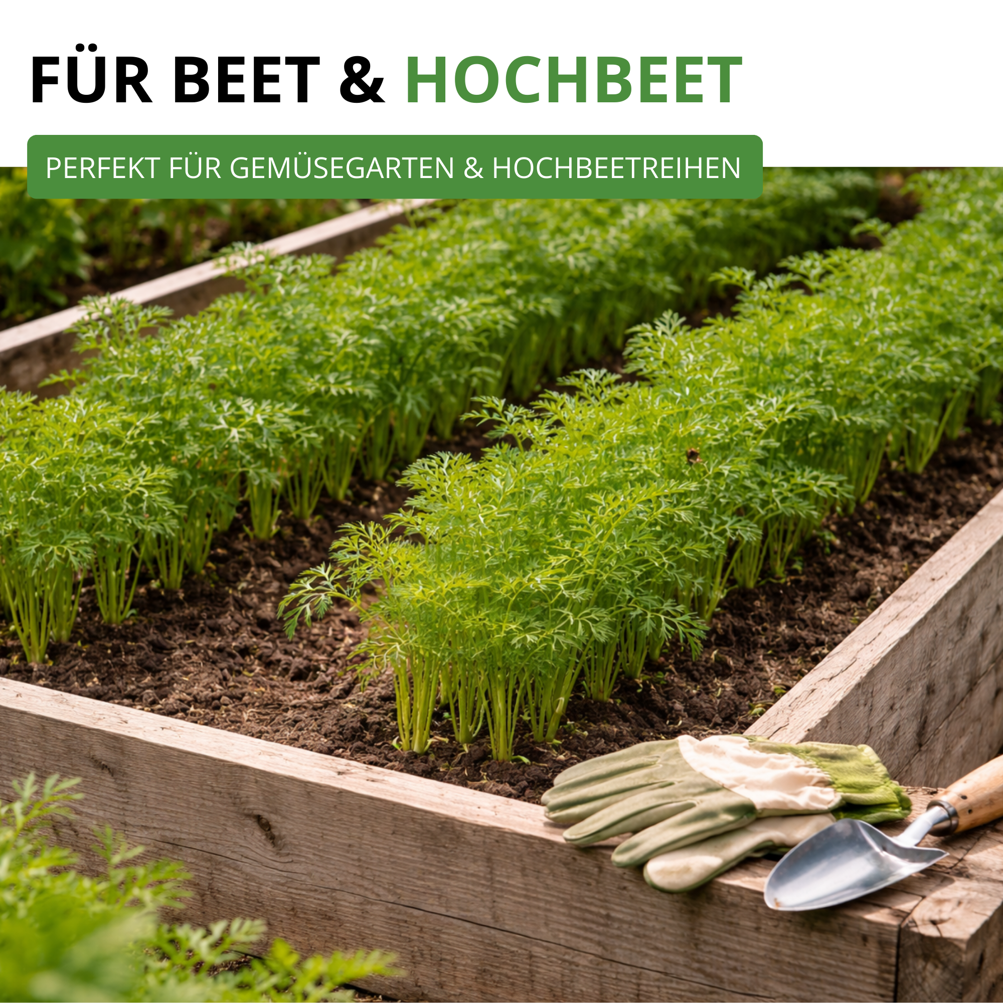 Möhren lange rote Stumpfe ohne Herz 2