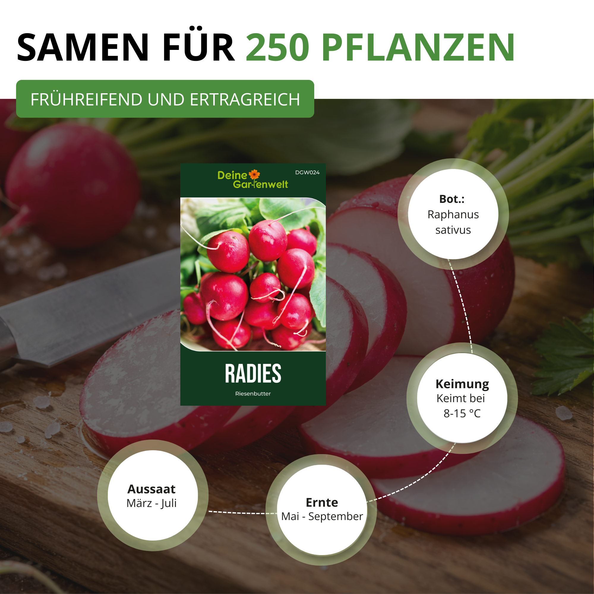 Radieschen Riesenbutter