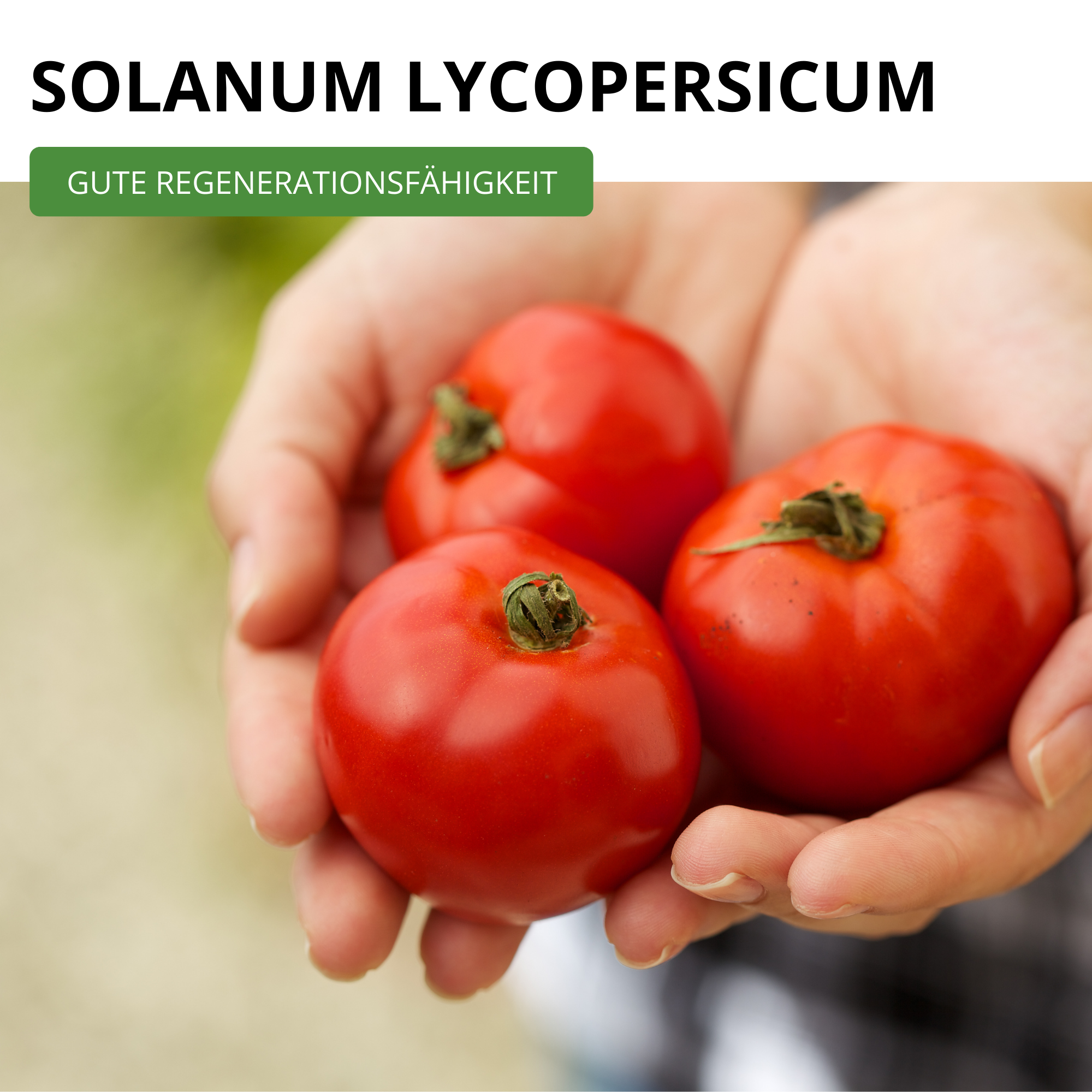 Stabtomaten Harzfeuer F1