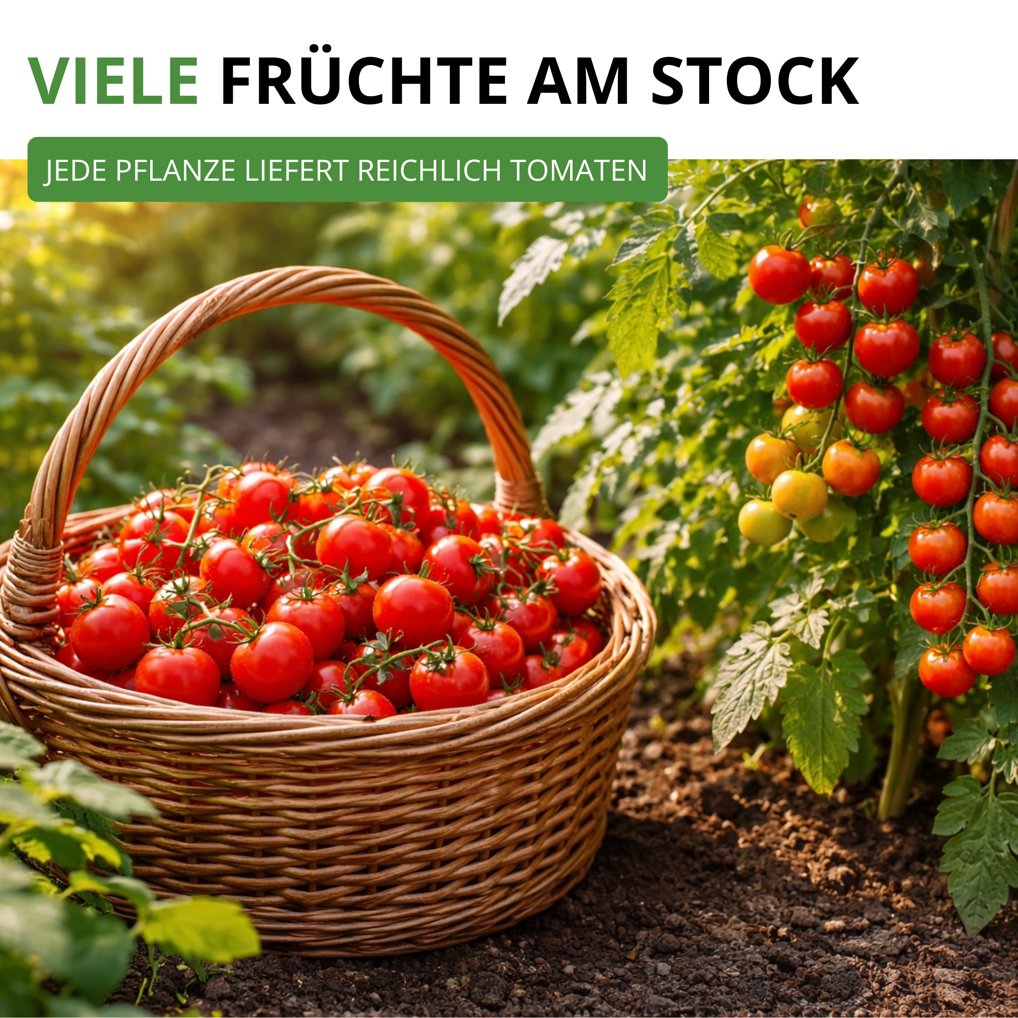 Stabtomaten Harzfeuer F1