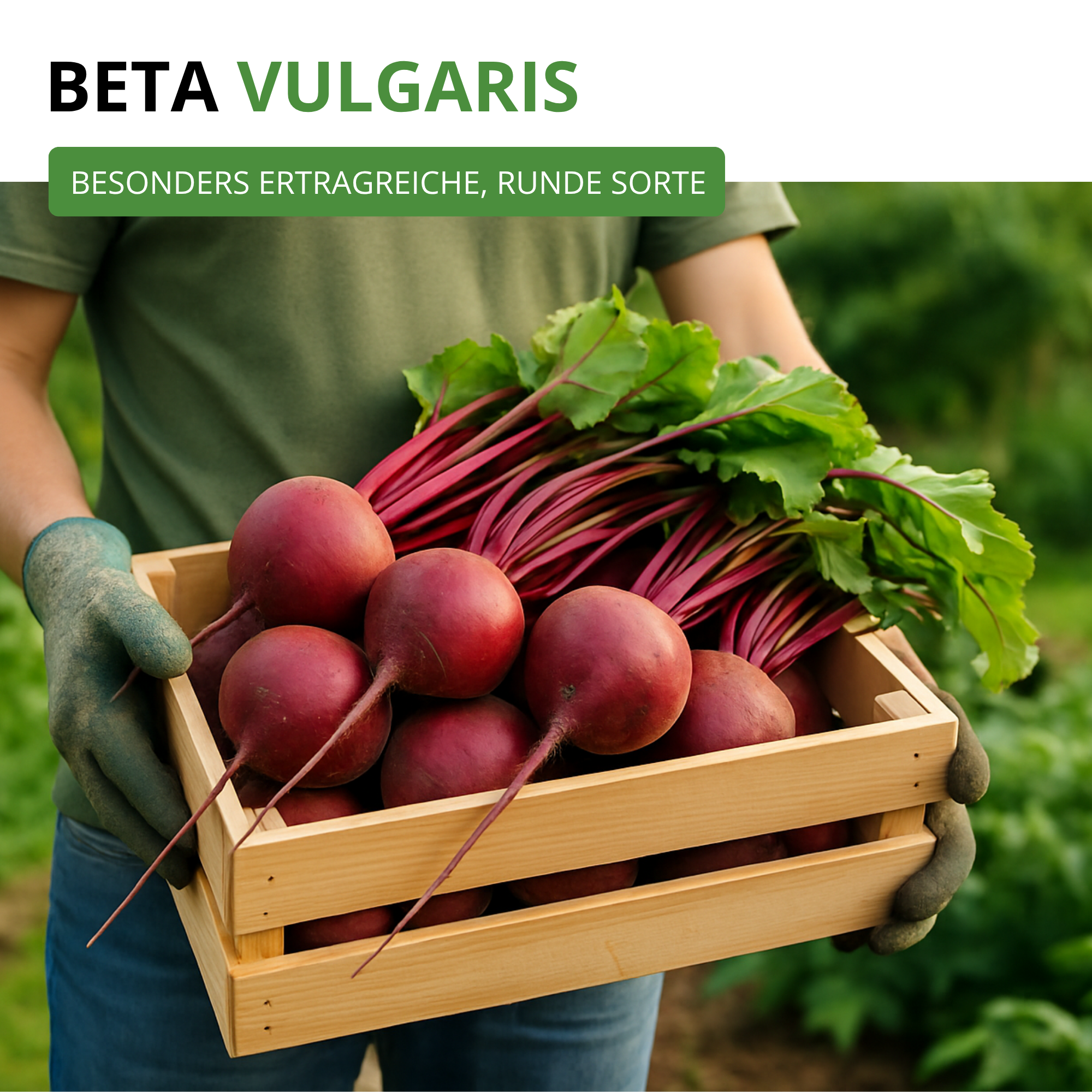 Rote Beete Rote Kugel 2