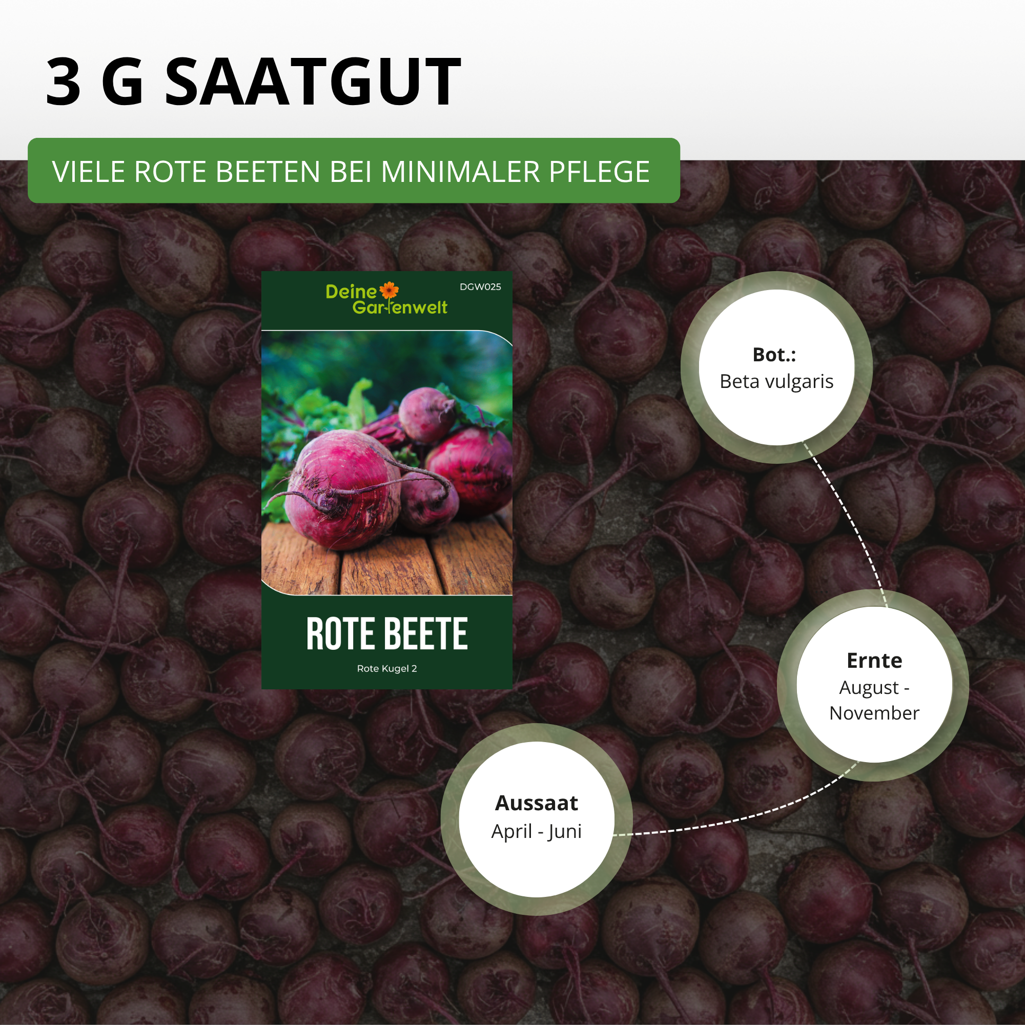 Rote Beete Rote Kugel 2
