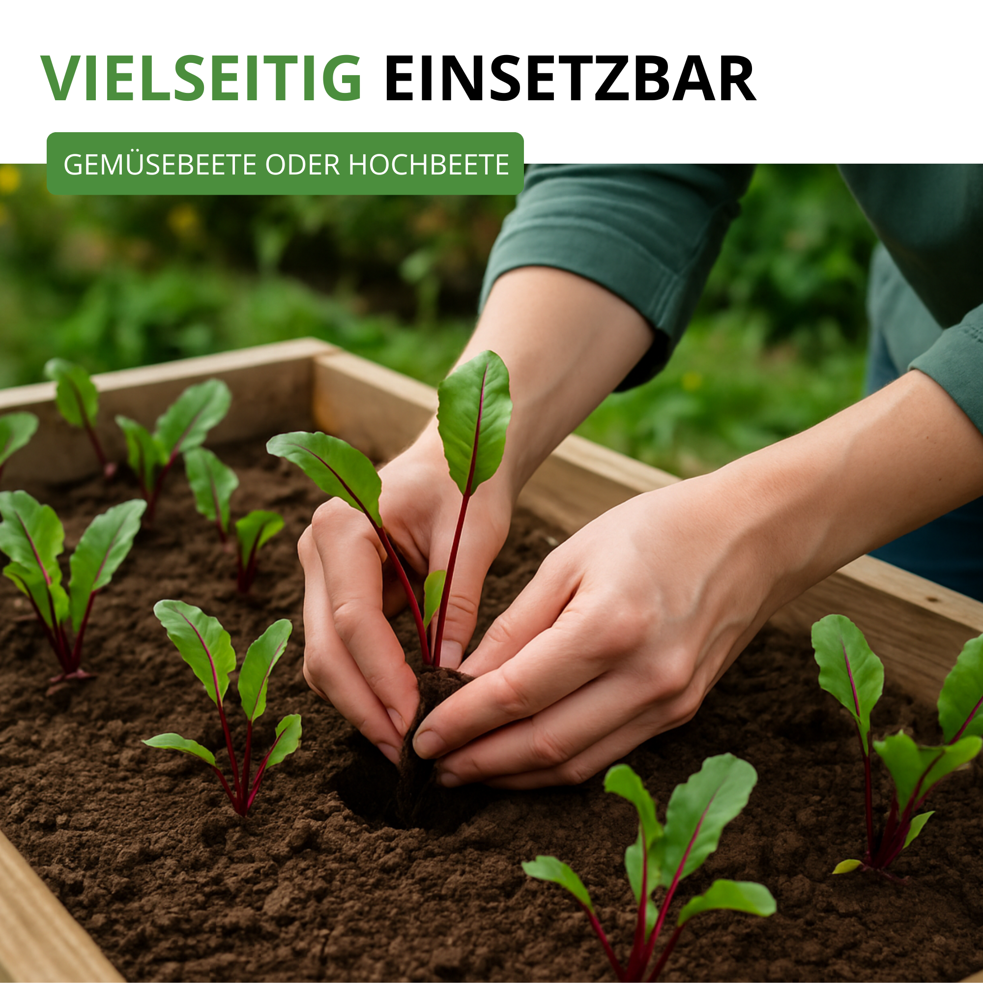 Rote Beete Rote Kugel 2