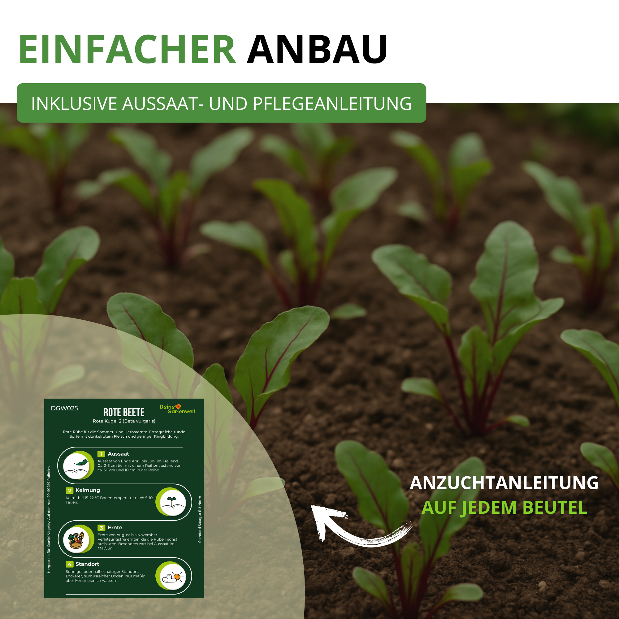 Rote Beete Rote Kugel 2