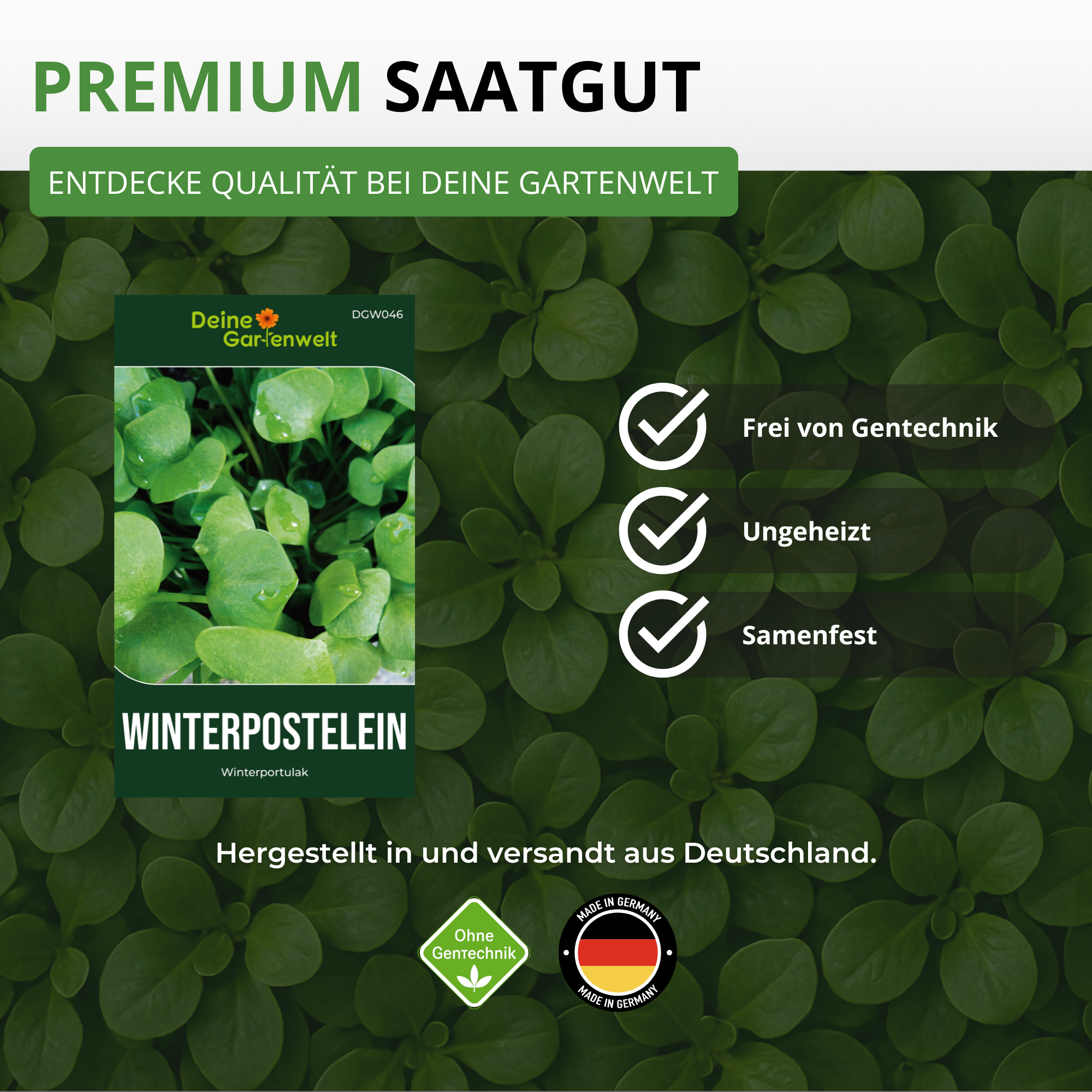 winterpostelein saatgut Winterpostelein Winterportulak – Gemüsesamen online kaufen