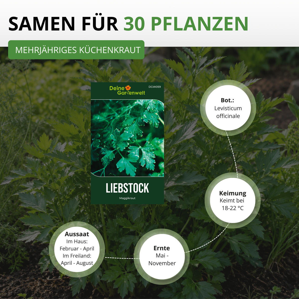 Liebstöckel Maggikraut Saatgut